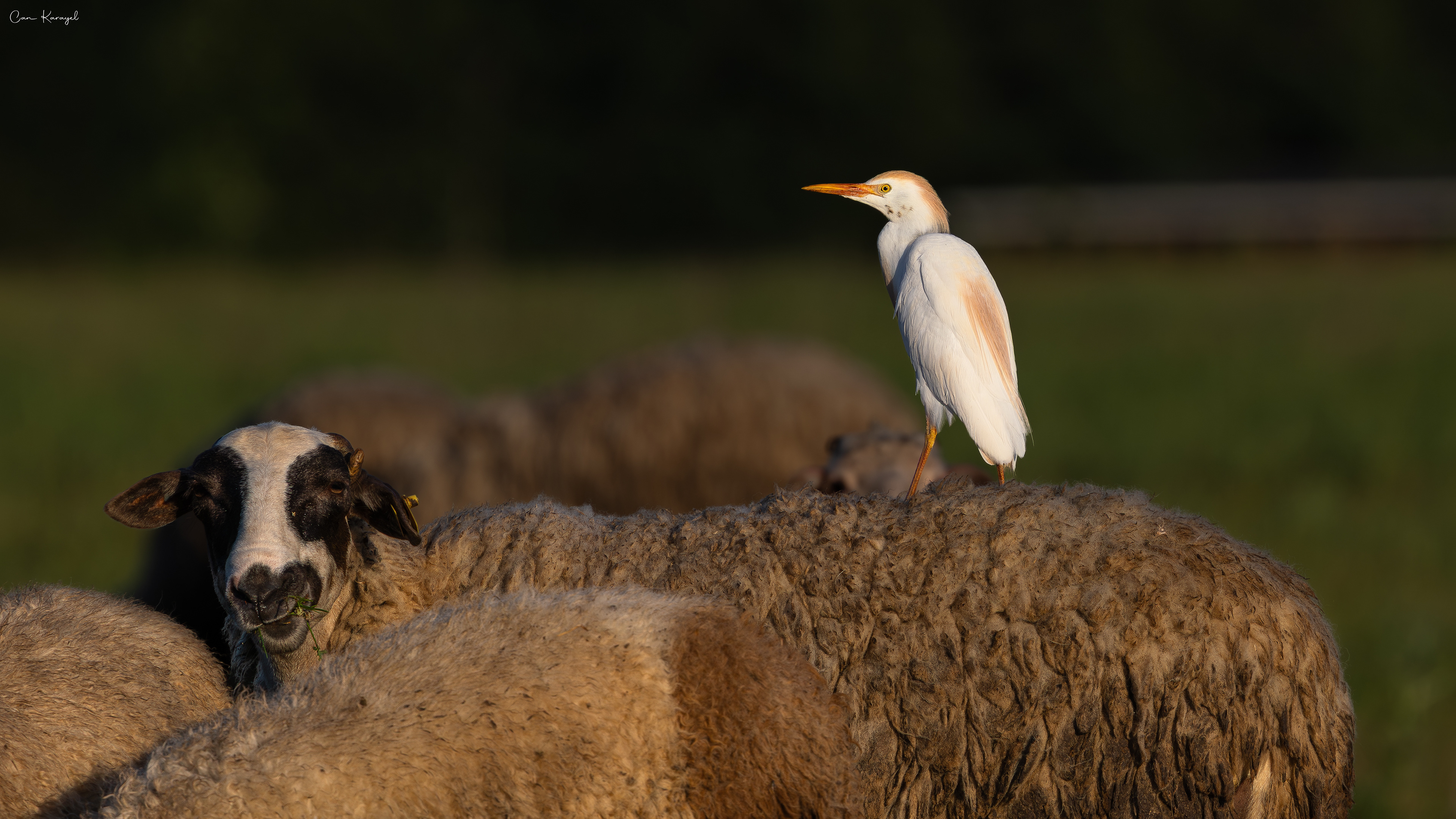 Cattle Egret / Istanbul