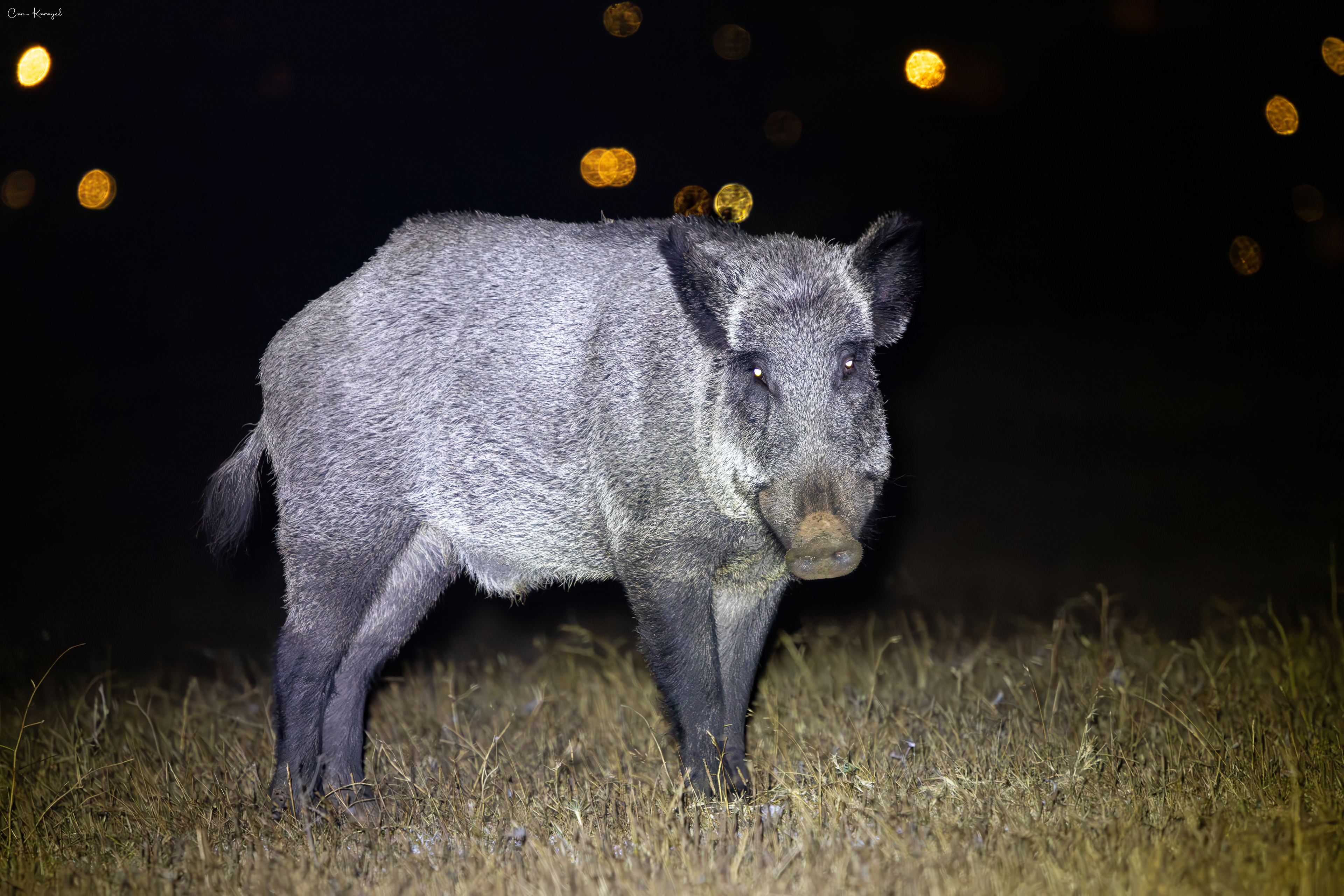 Wild Boar / Istanbul