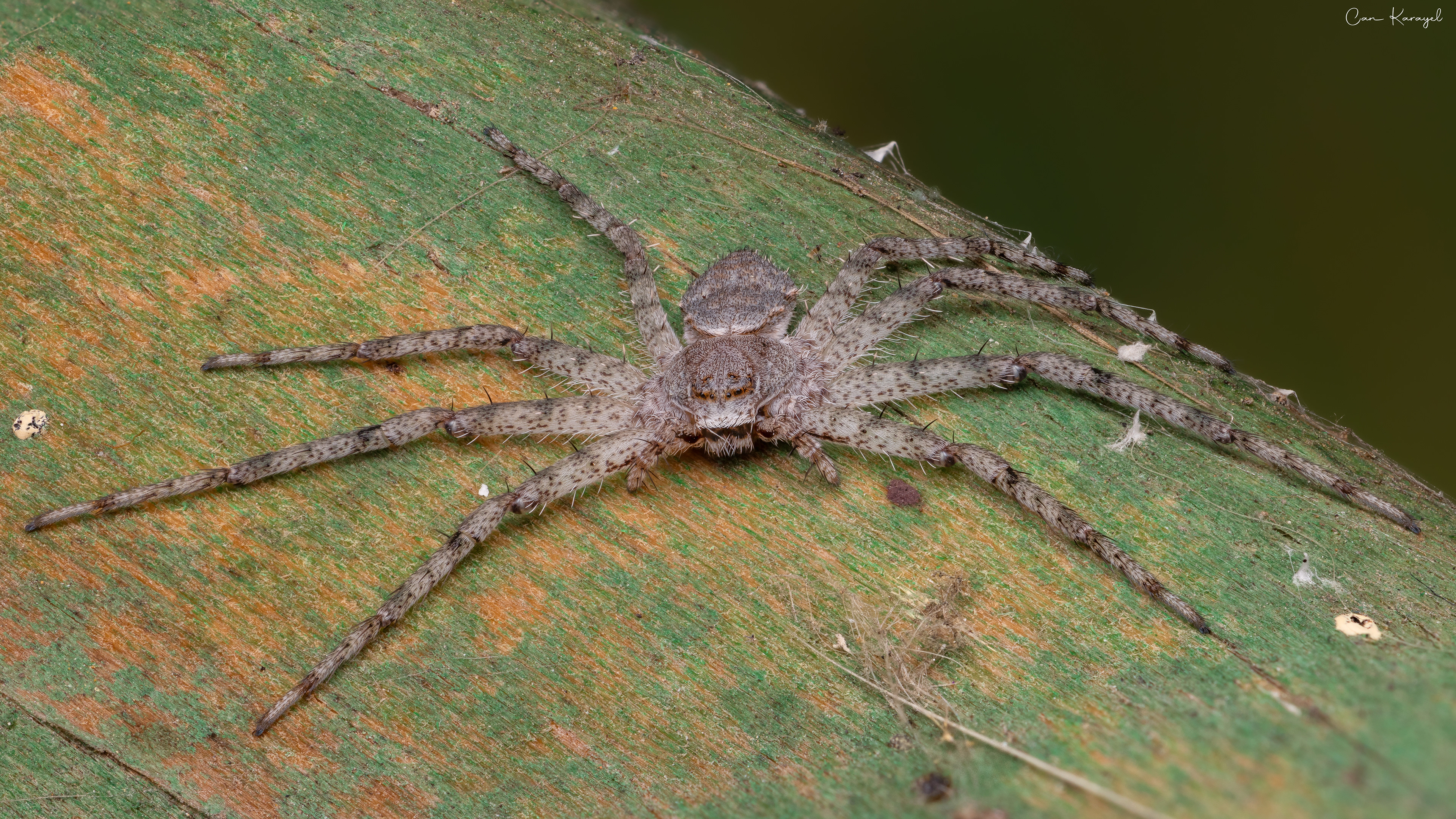 Lıchen Runnıng Spıder (Phılodromus margaıitatus)