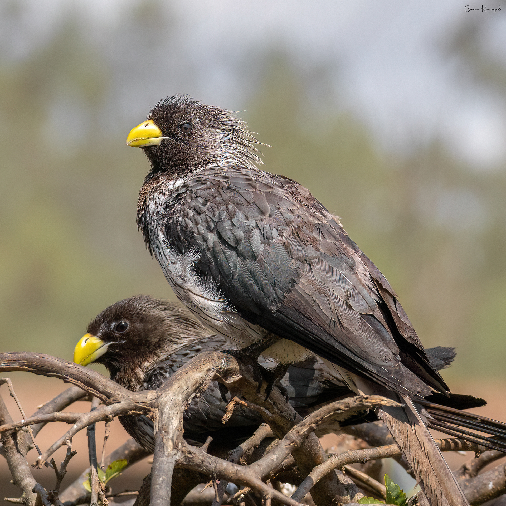 Western plantaın eater