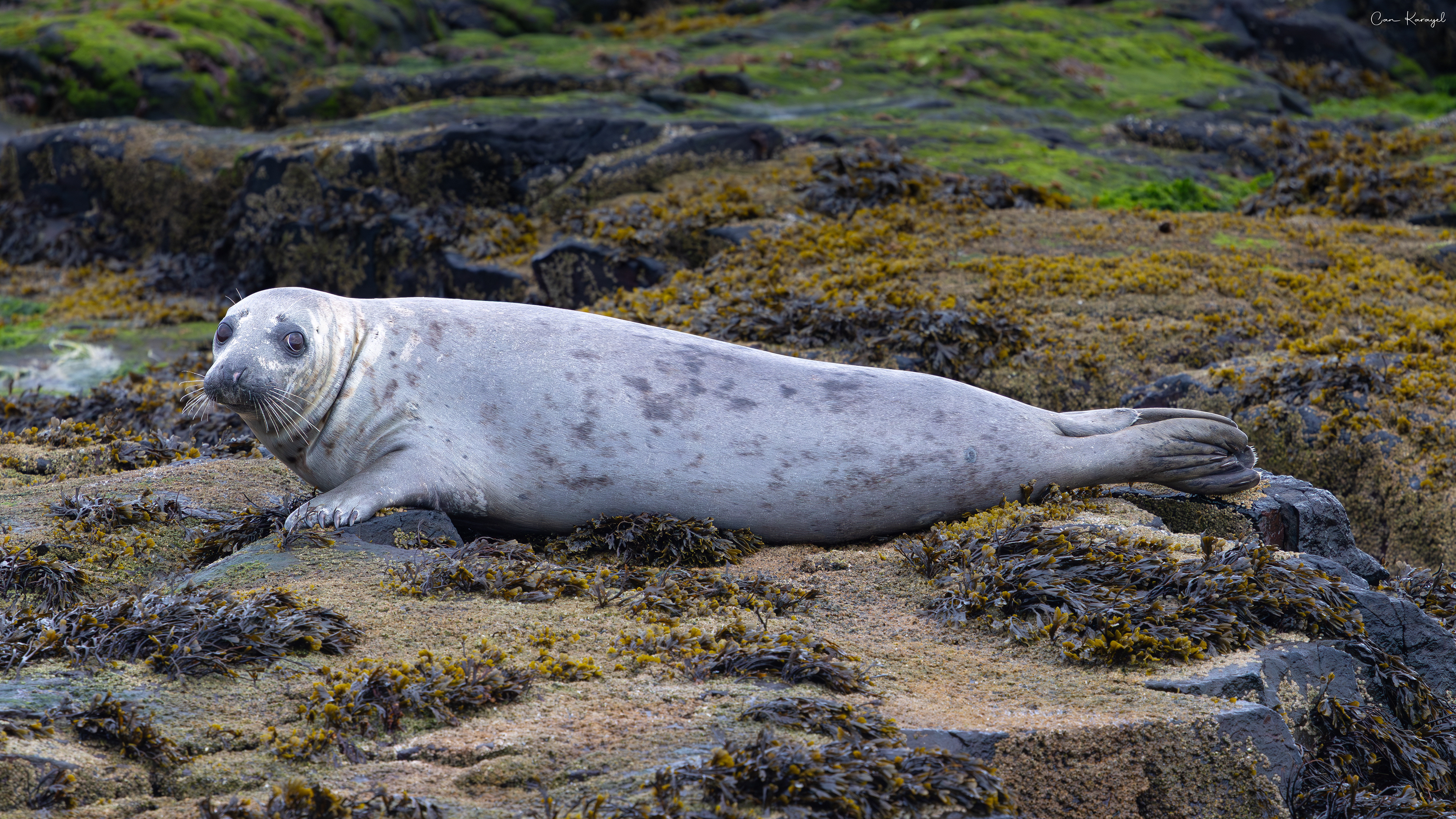Grey Seal / Northumberland