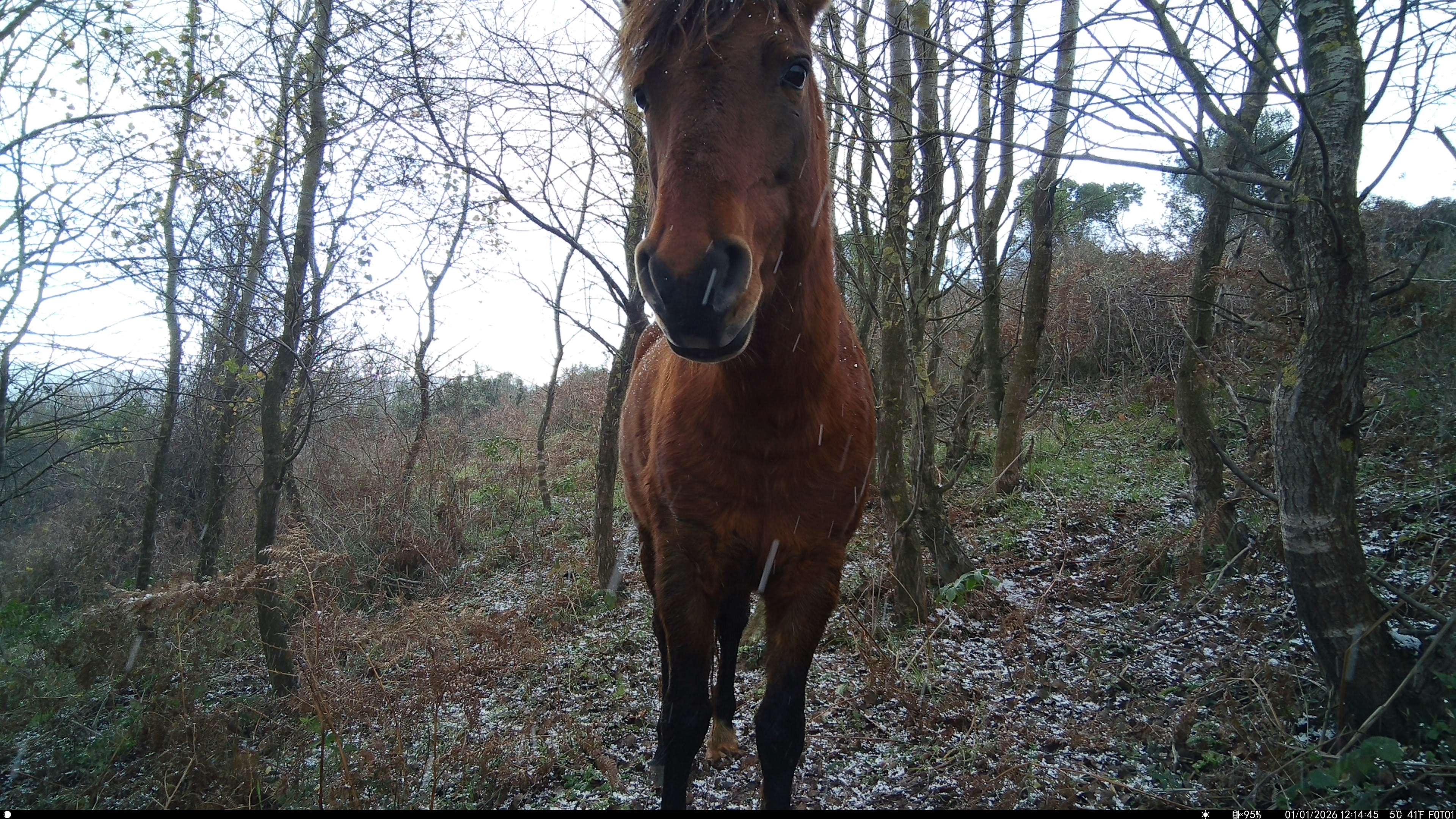 Horse (wıld) / ıstanbul