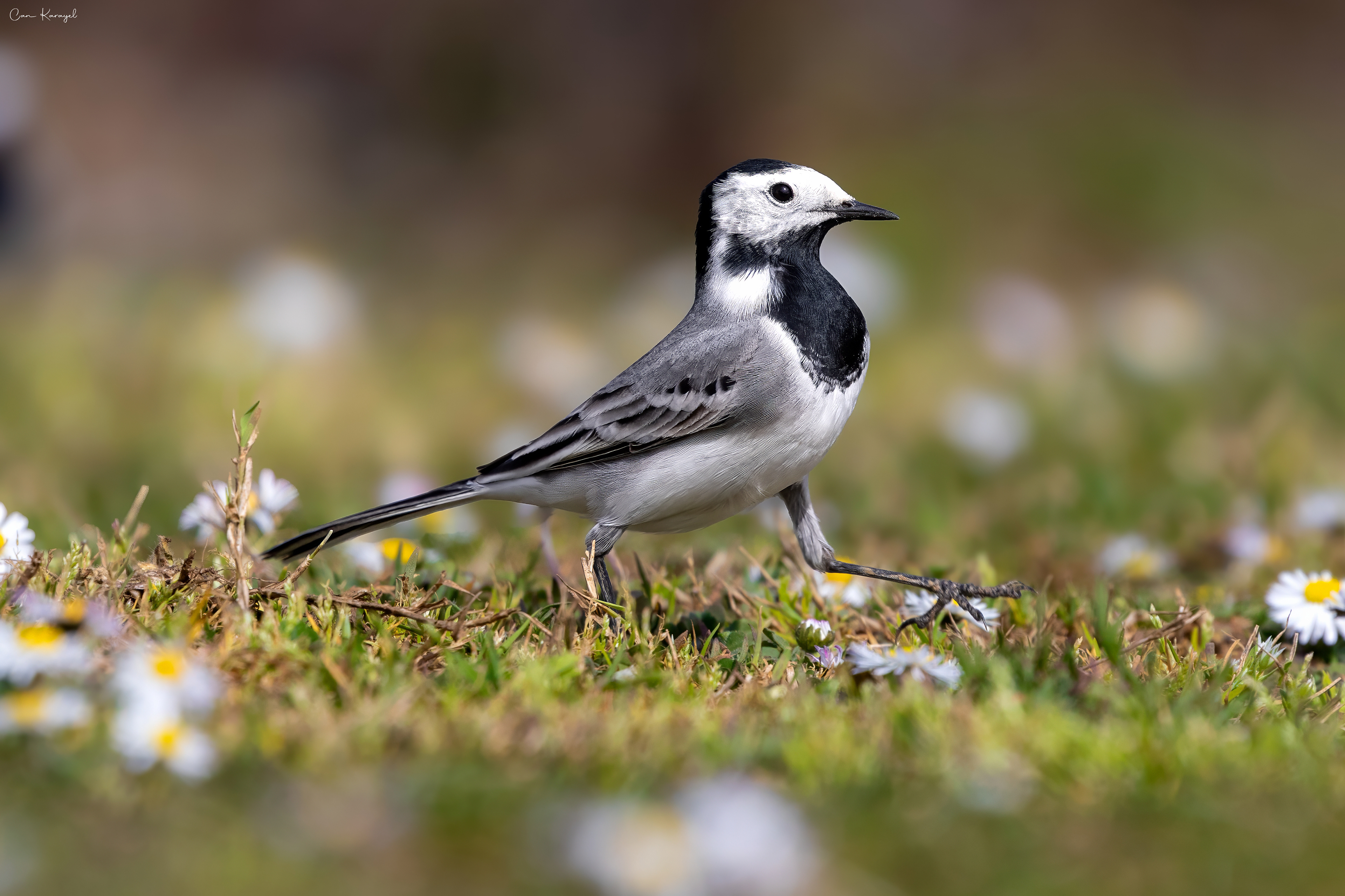 Whıte Wagtaıl / ıstanbul