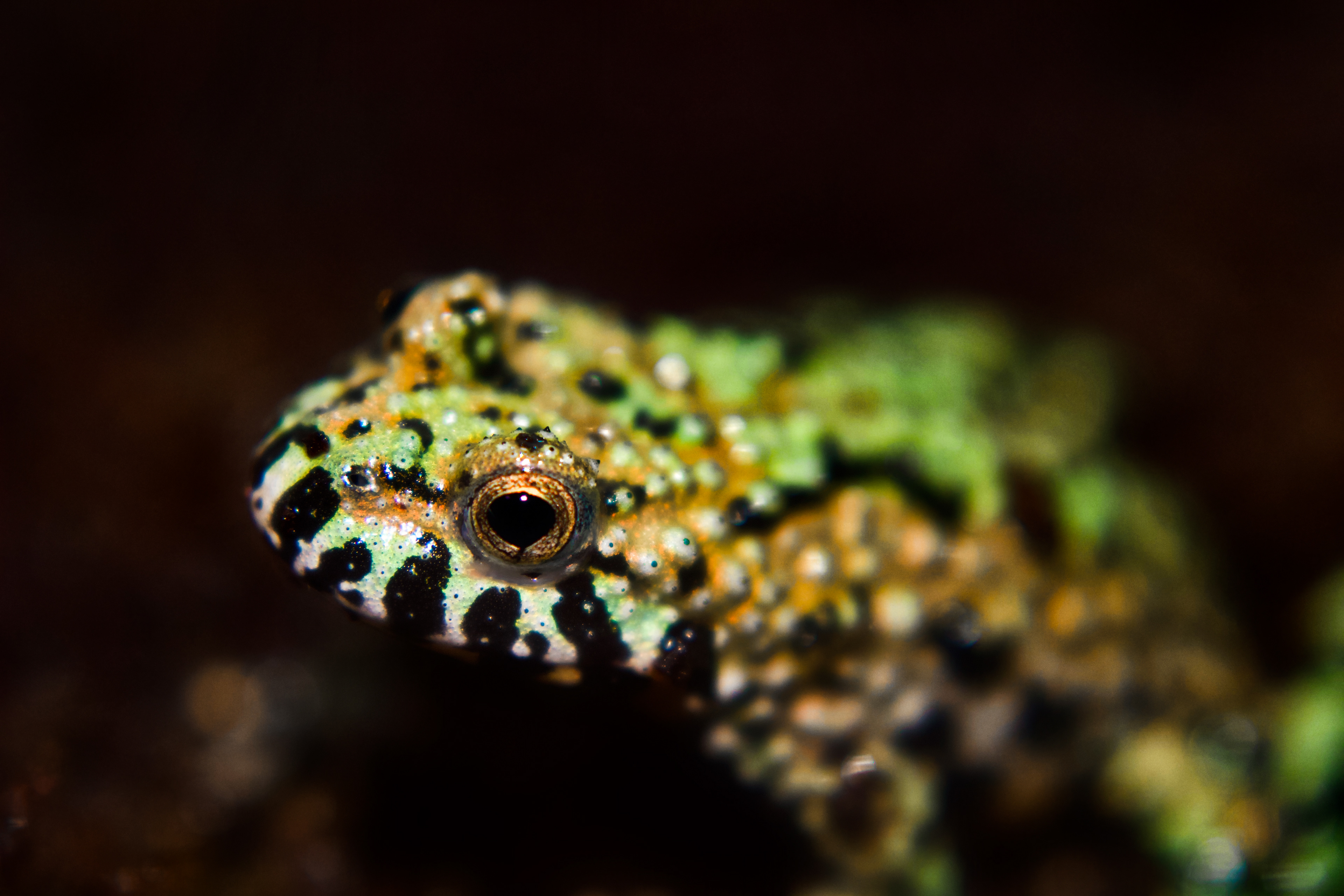 Orıental fıre-bellıed toad 