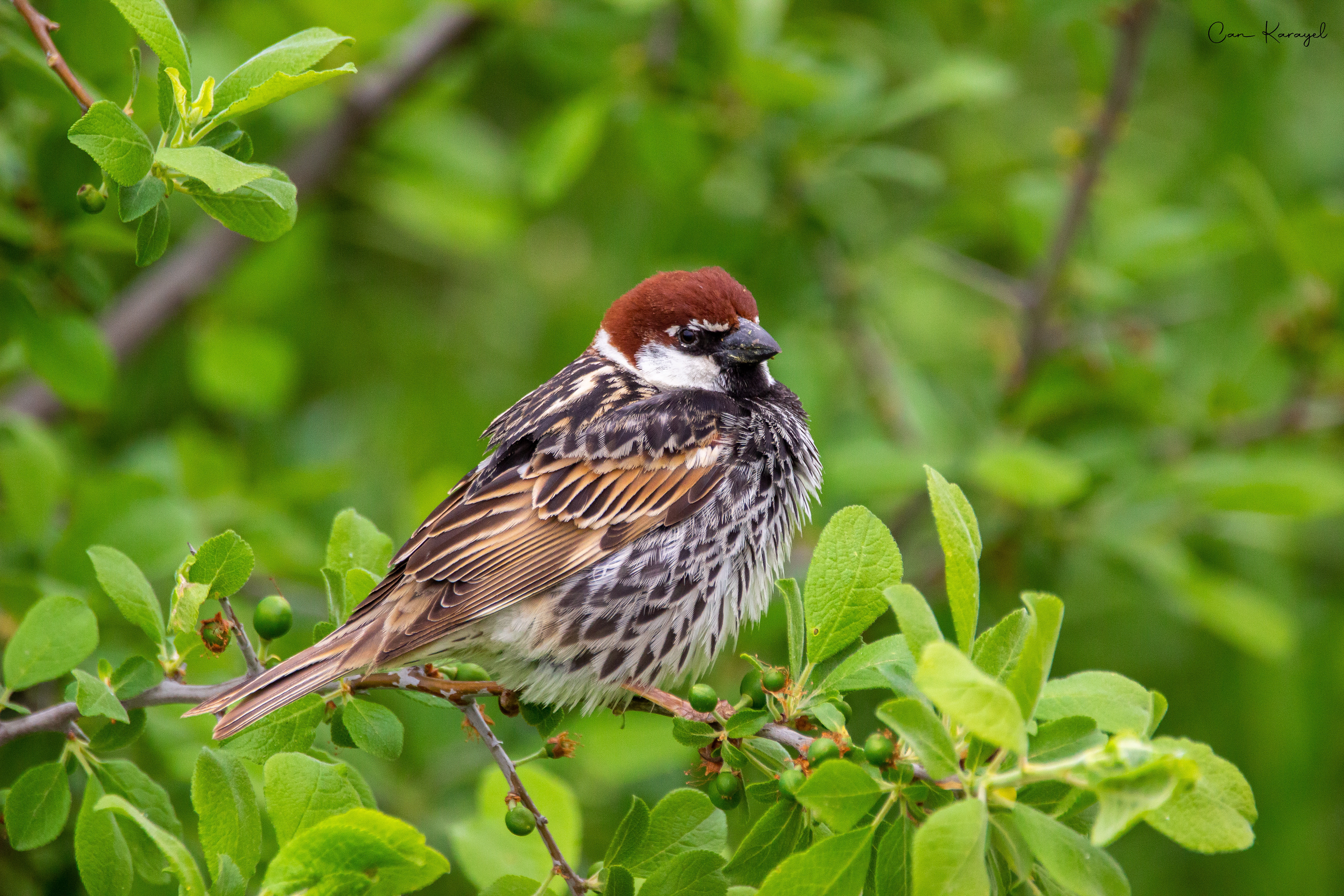 Spanısh Sparrow / canakkale