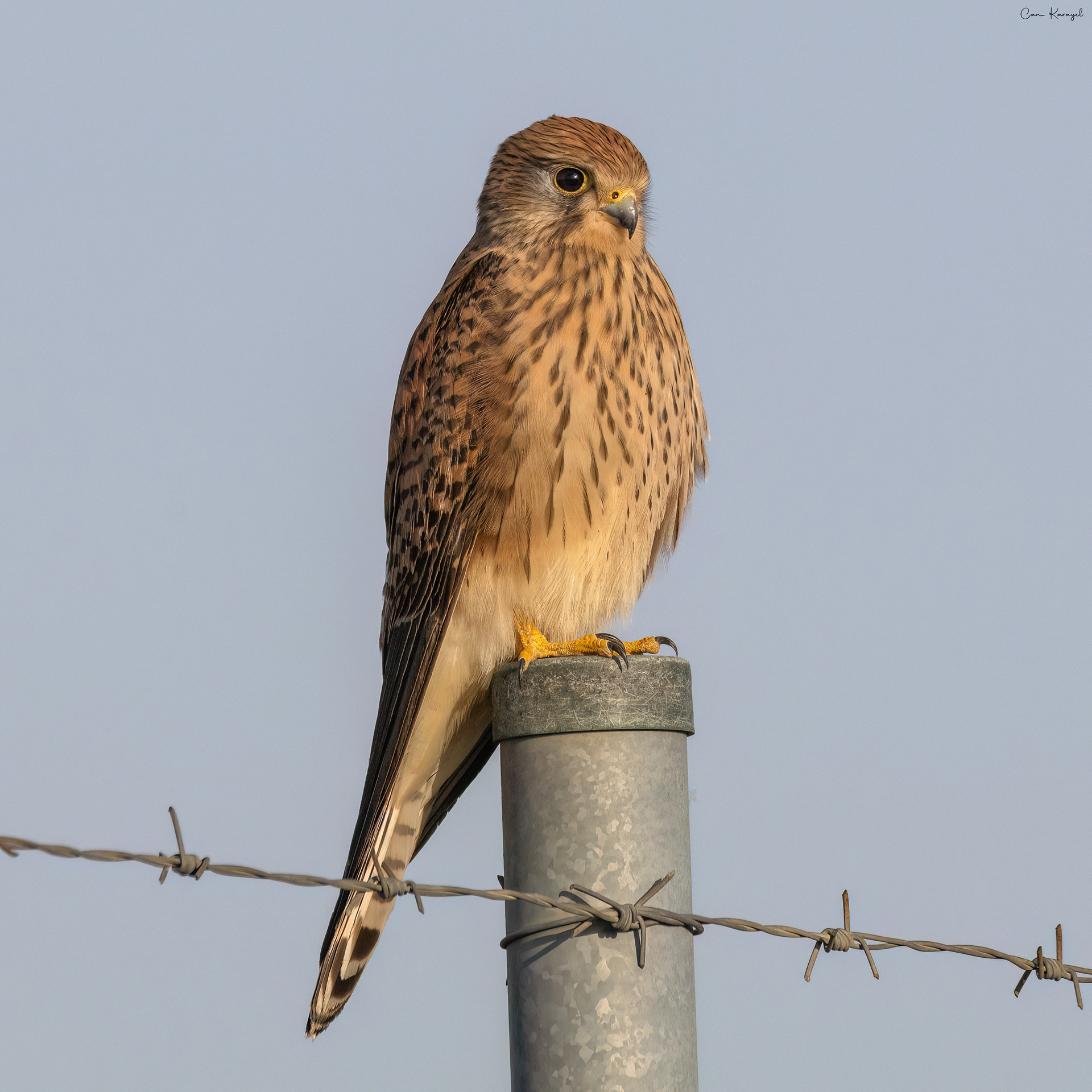 Common Kestrel / ıstanbul