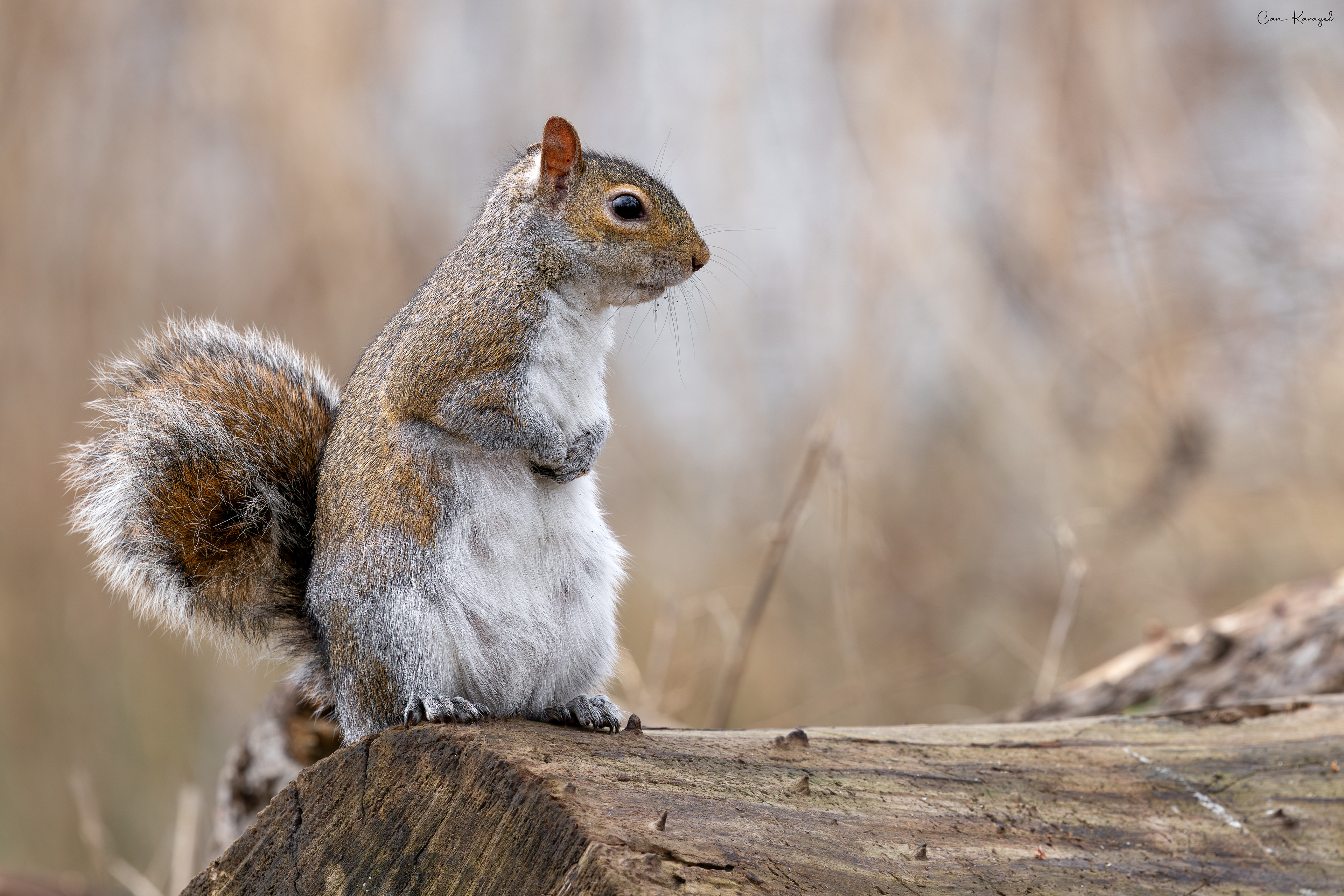 Grey squırrel / London