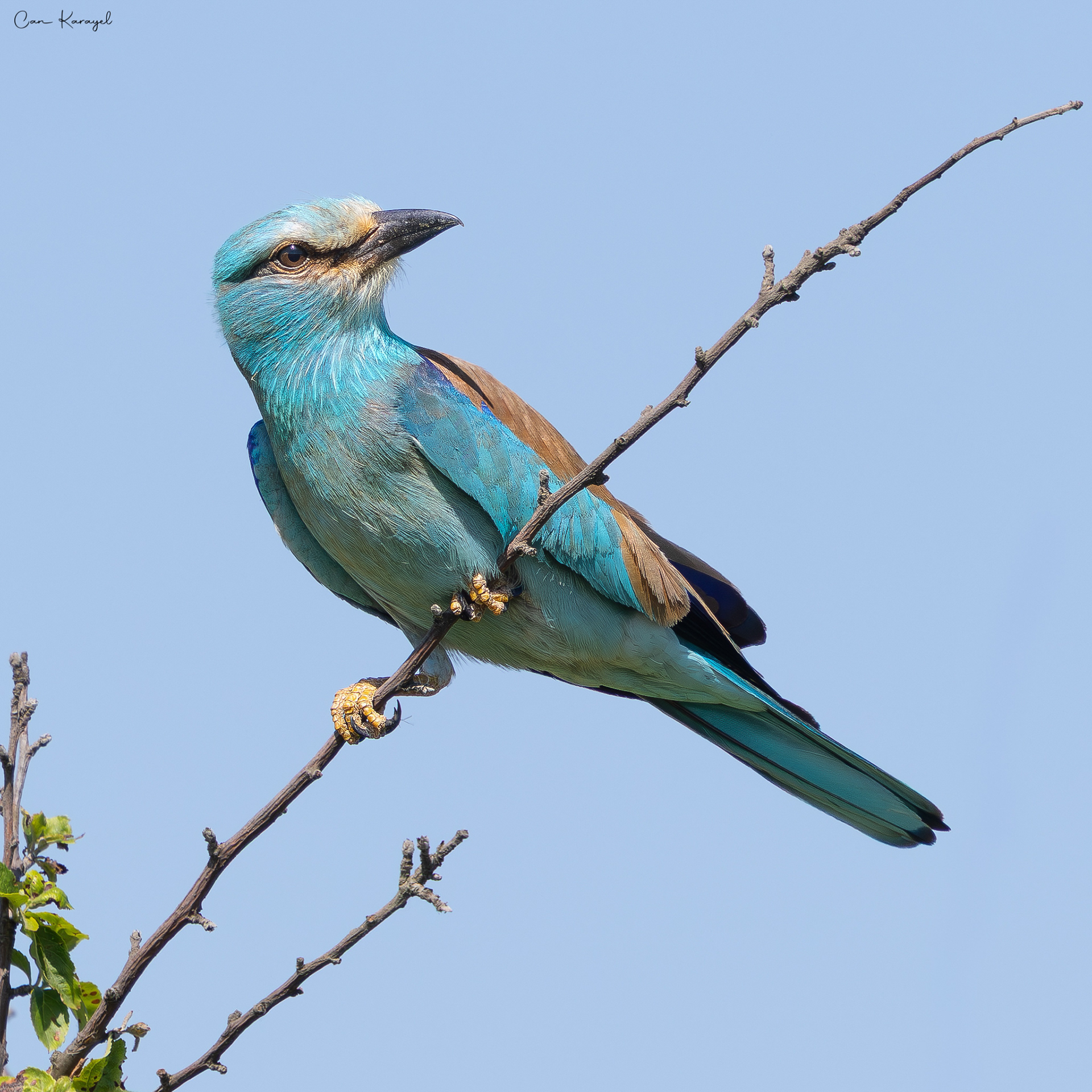 European Roller / Istanbul
