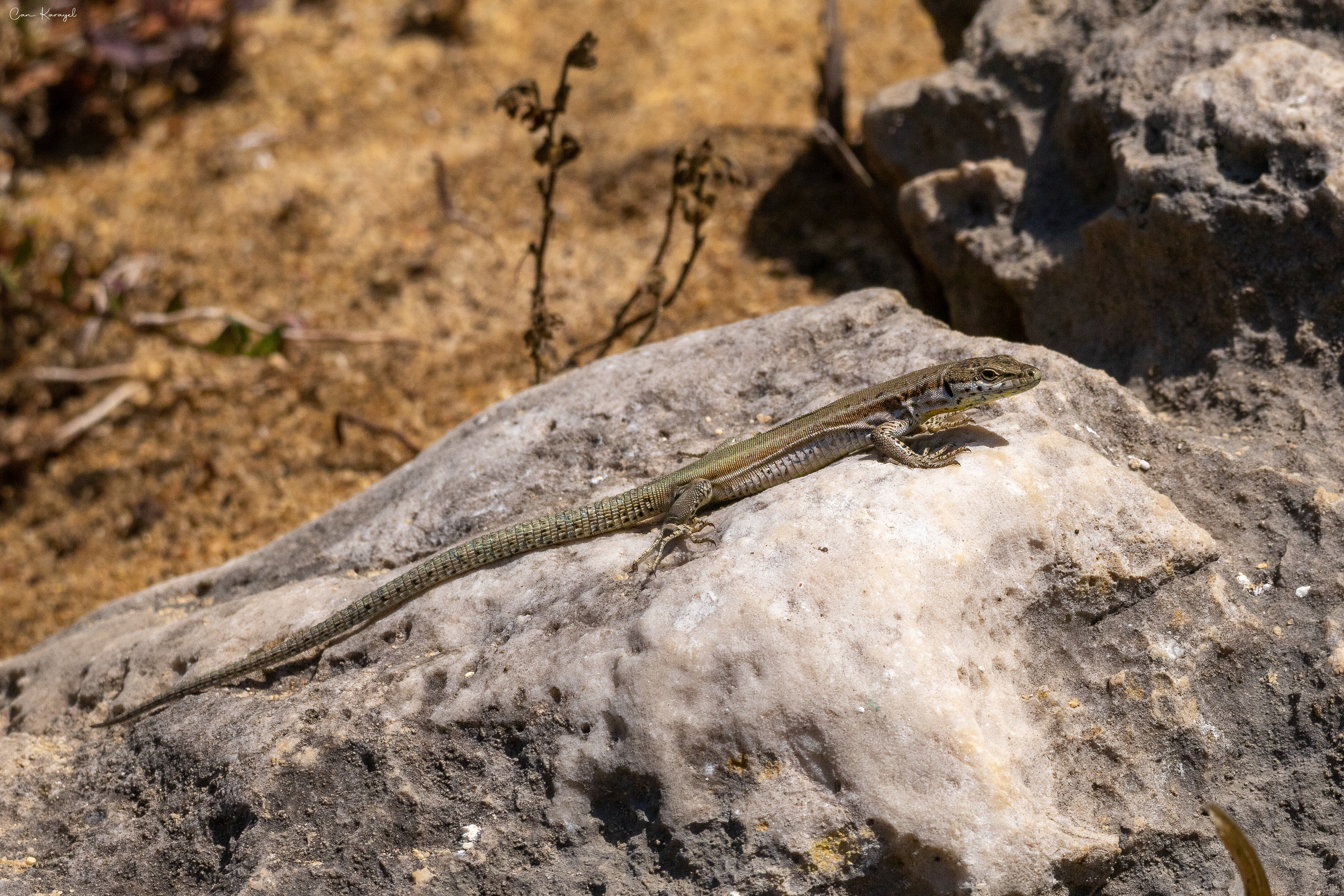 Erhard's wall lızard/ Lısbon