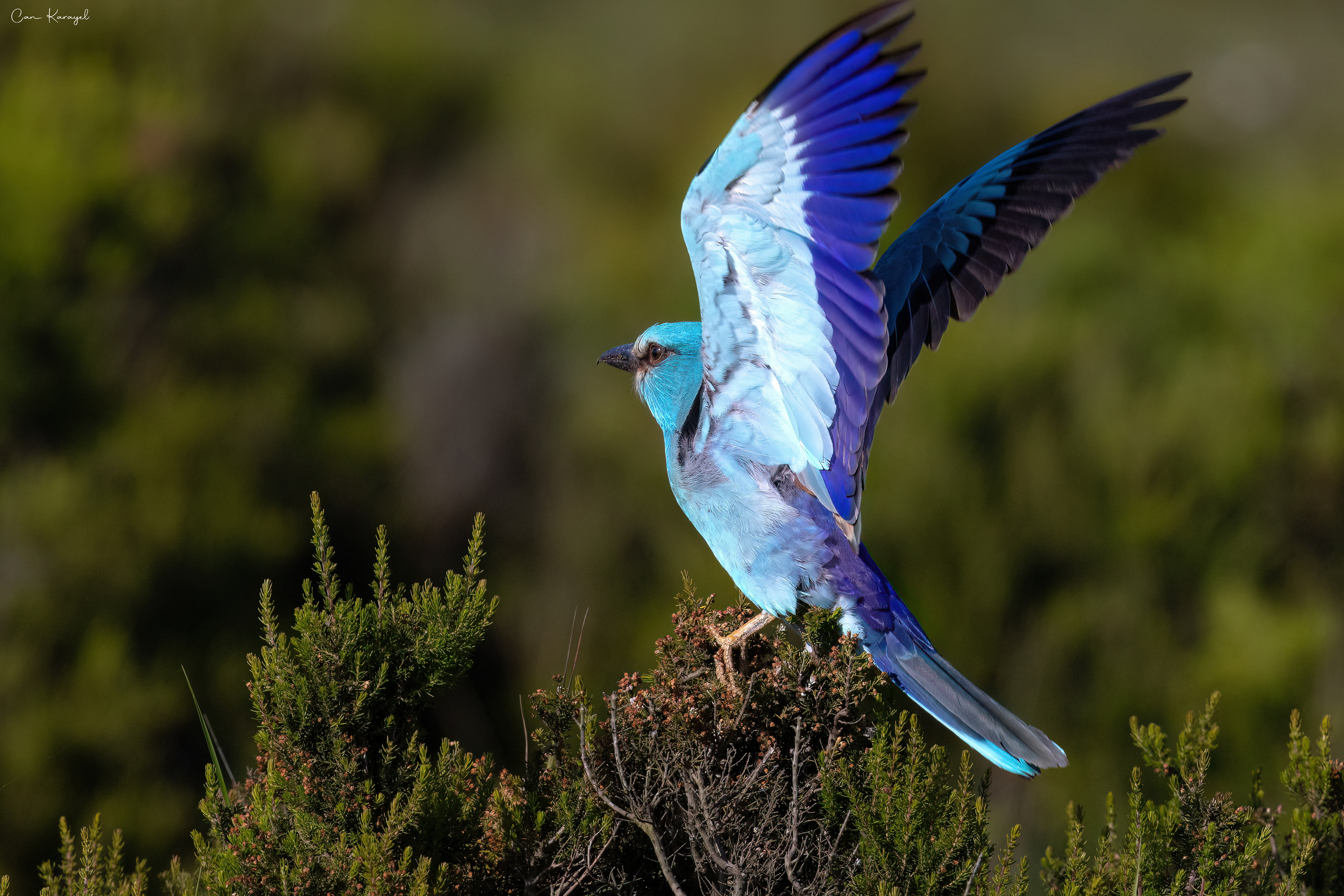 European Roller / ıstanbul
