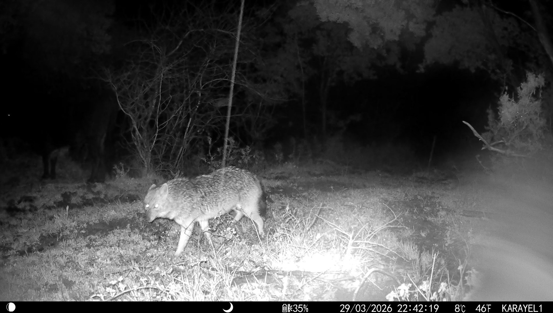 Golden Jackal / ıstanbul