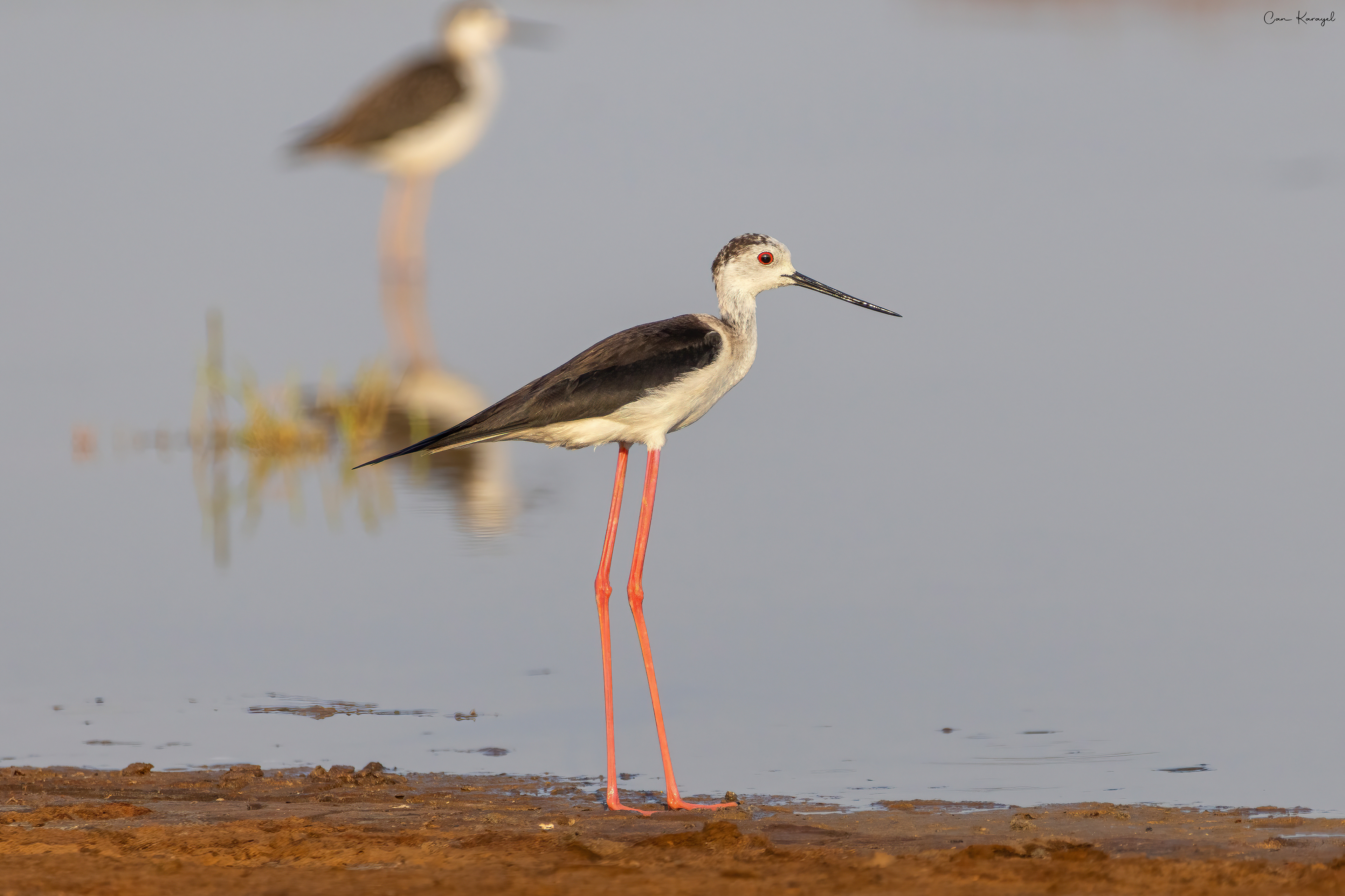 Black-wınged Stılt / ızmır