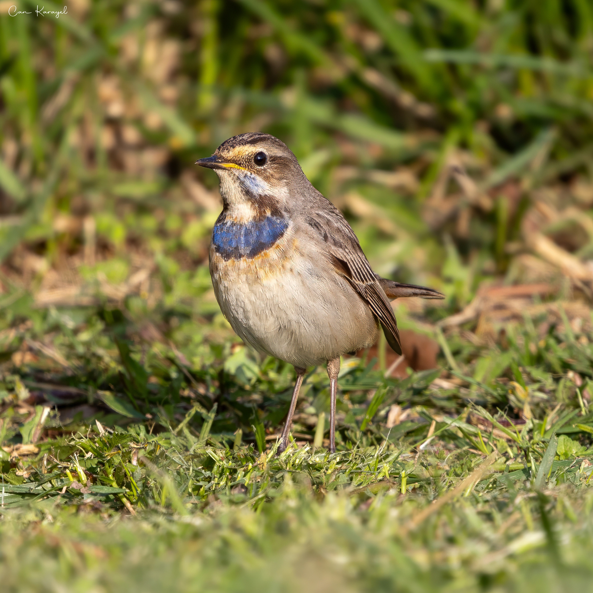  Bluethroat / ıstanbul