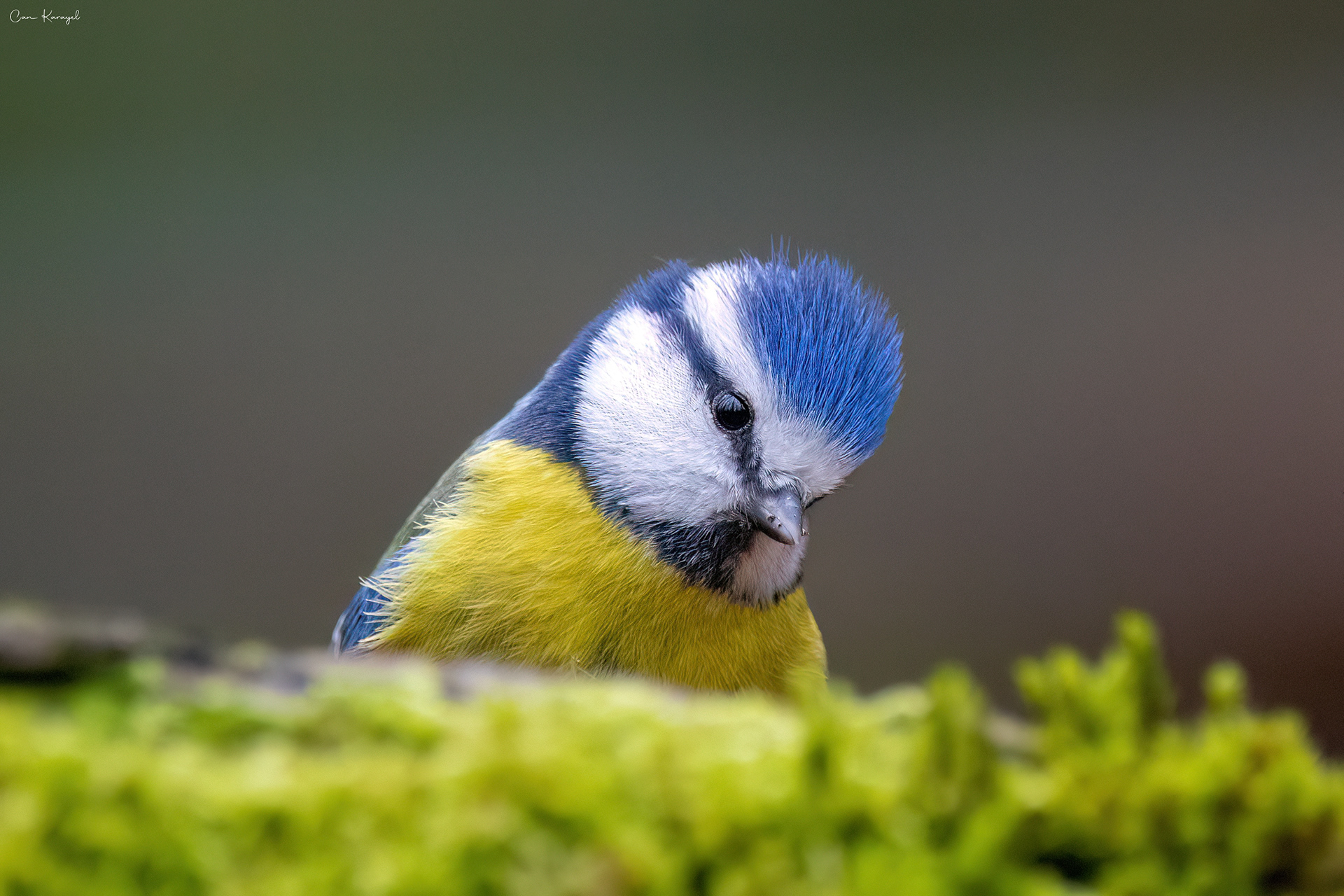 Eurasıan blue tıt / ıstanbul