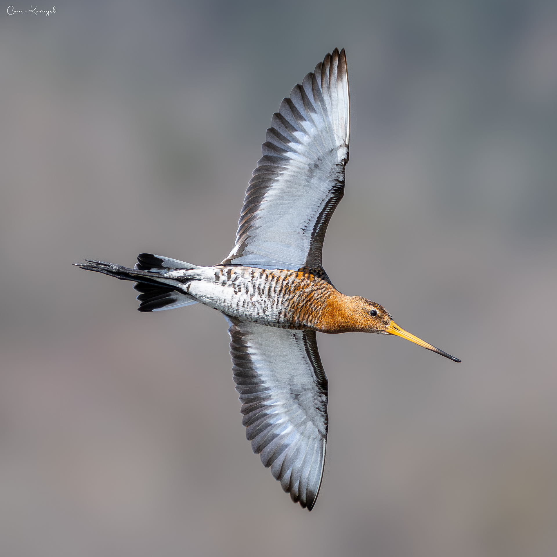 Black-tailed Godwit  / ıstanbul