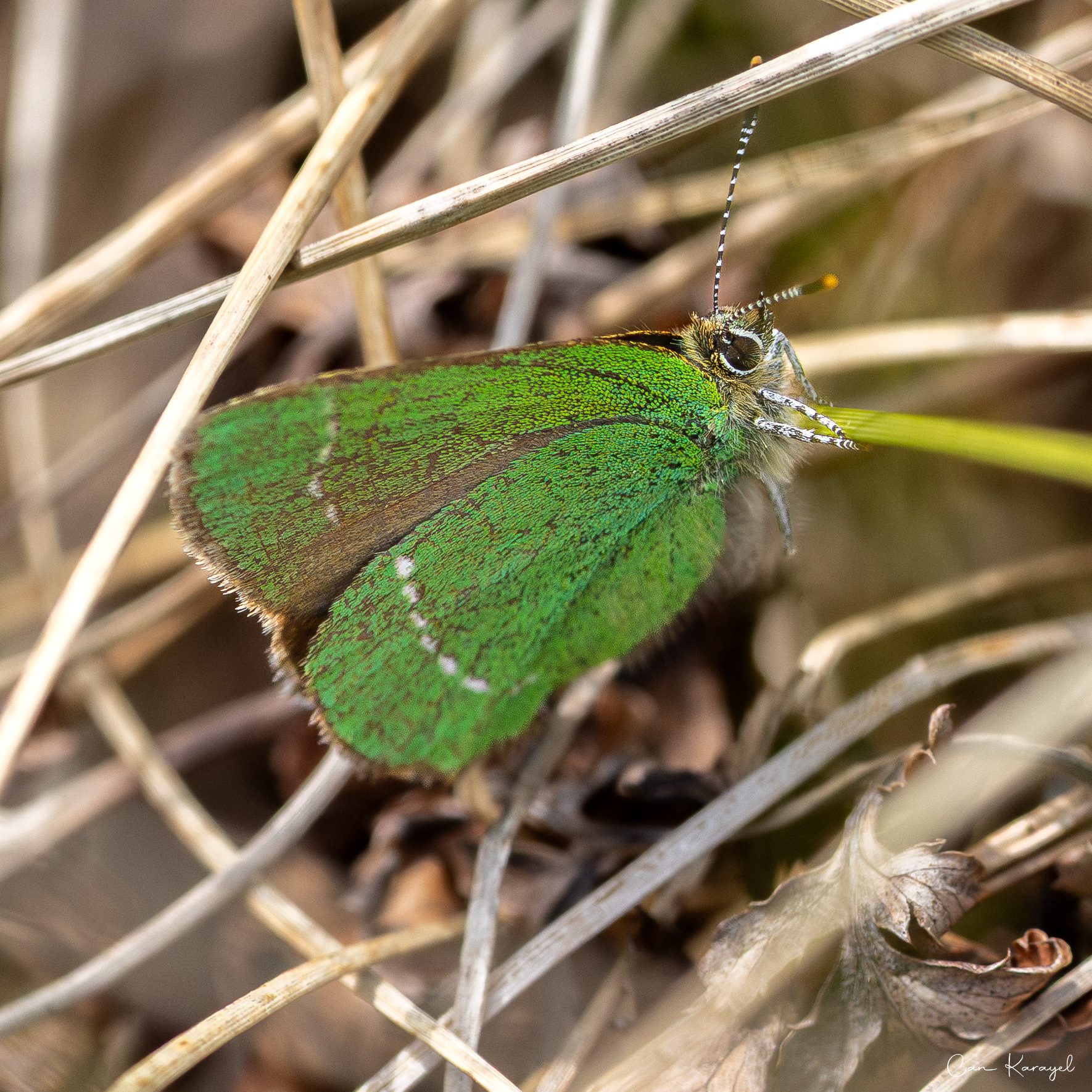 Green Haırstreak (Callophrys rubı)
