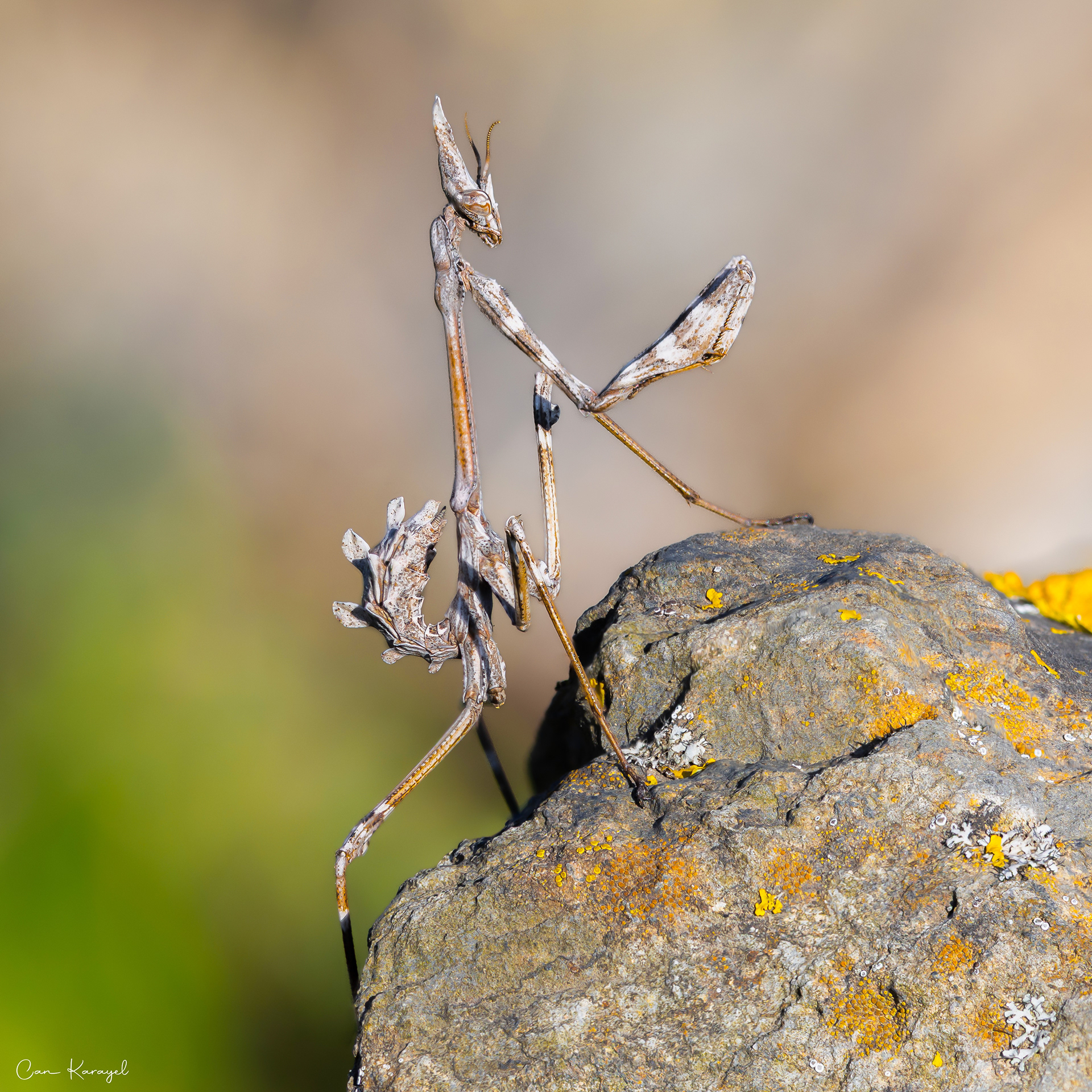 Fasciated Conehead Mantid / ıstanbul
