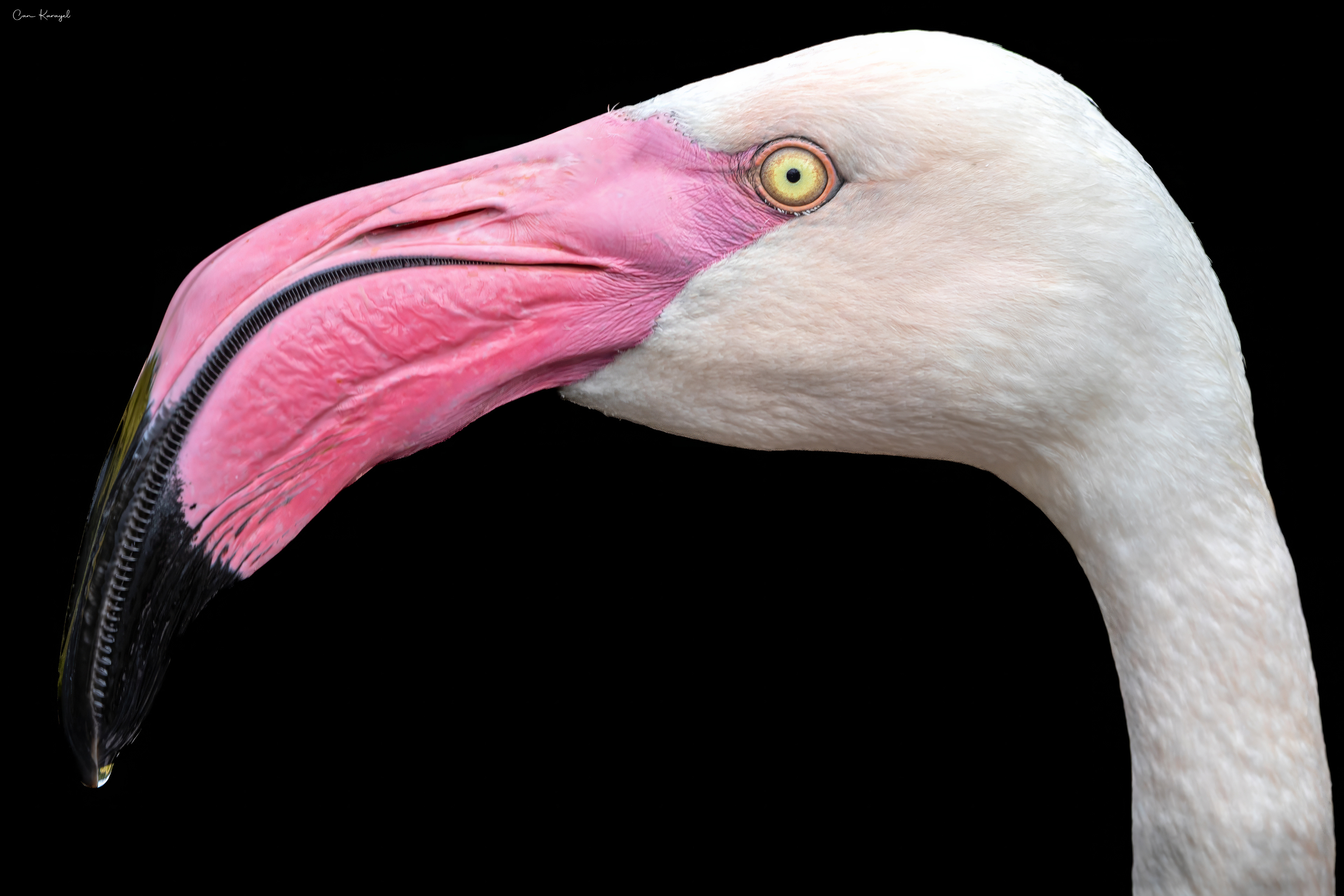 Greater Flamıngo