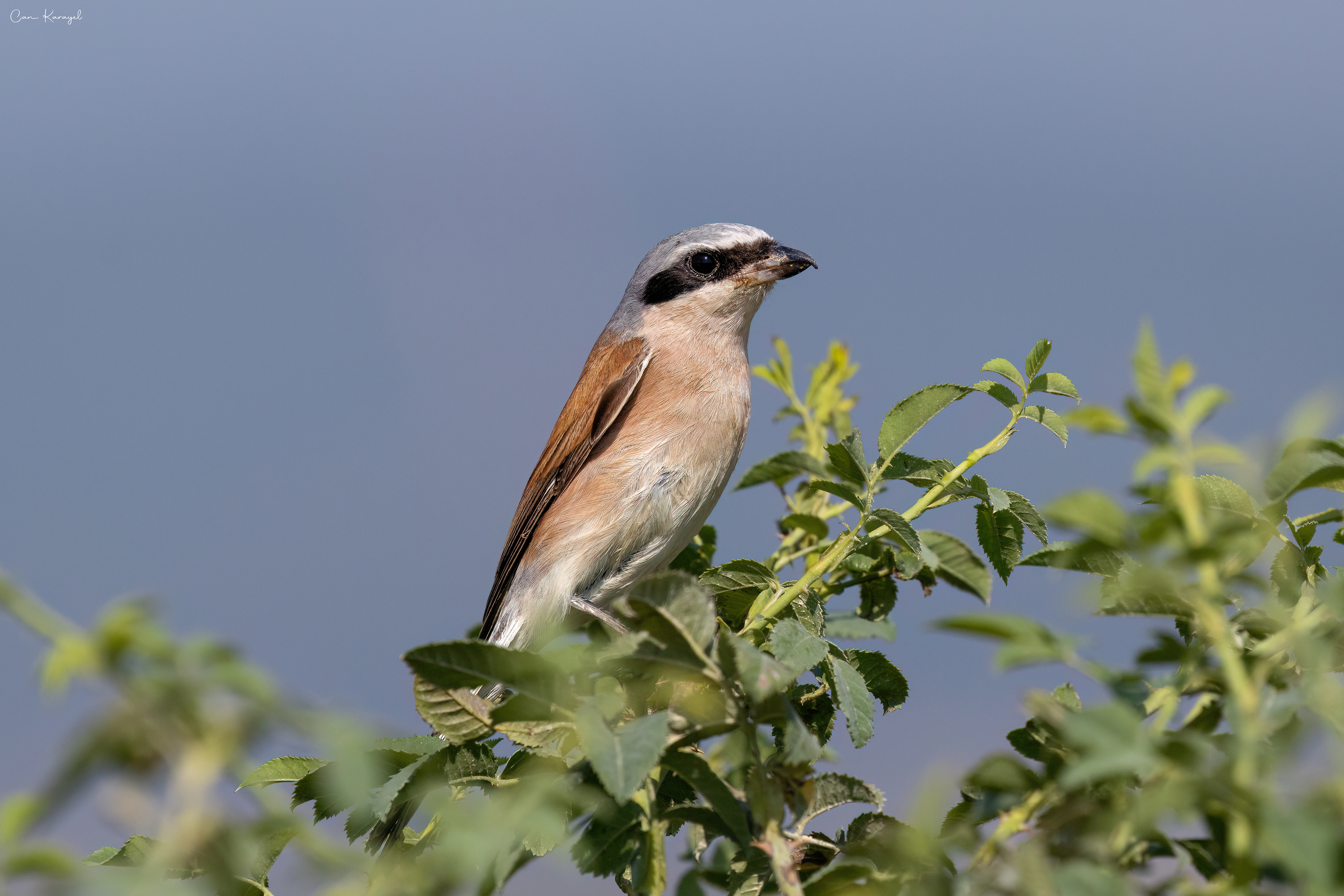 Red-backed Shrıke / canakkale