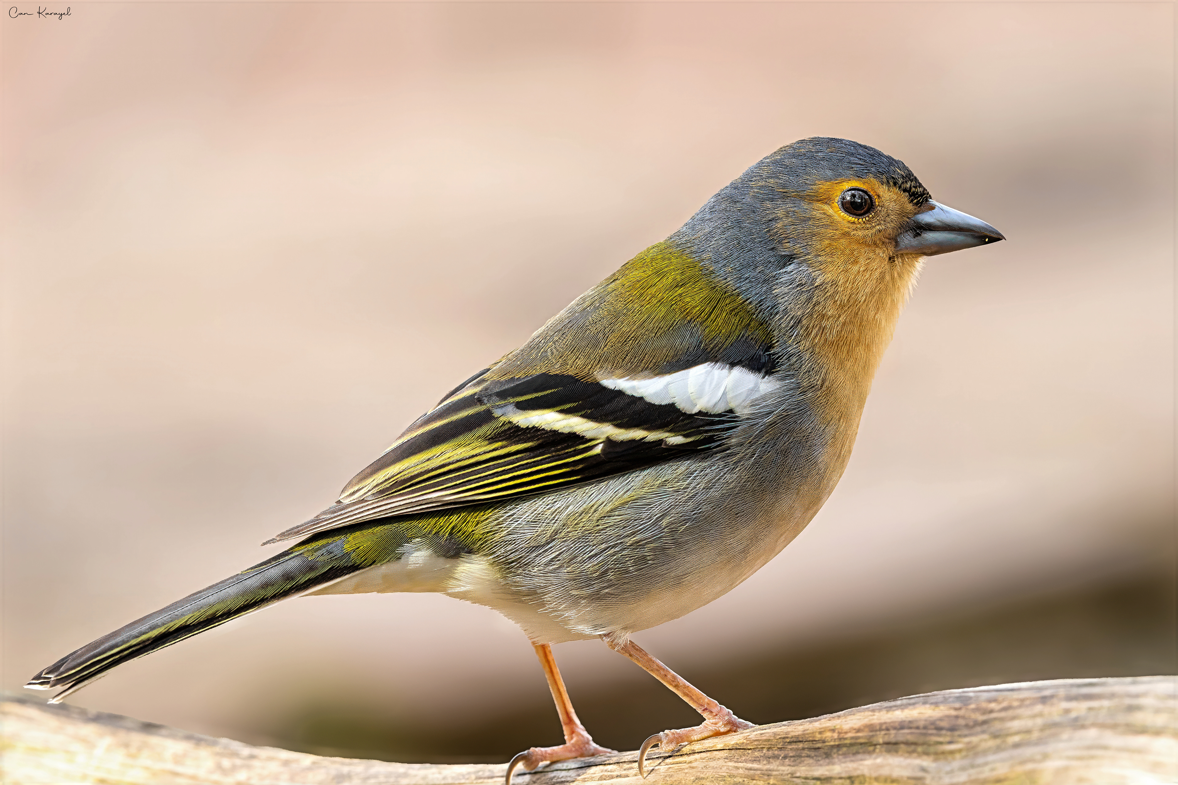 Madeıra Chaffınch / madeıra