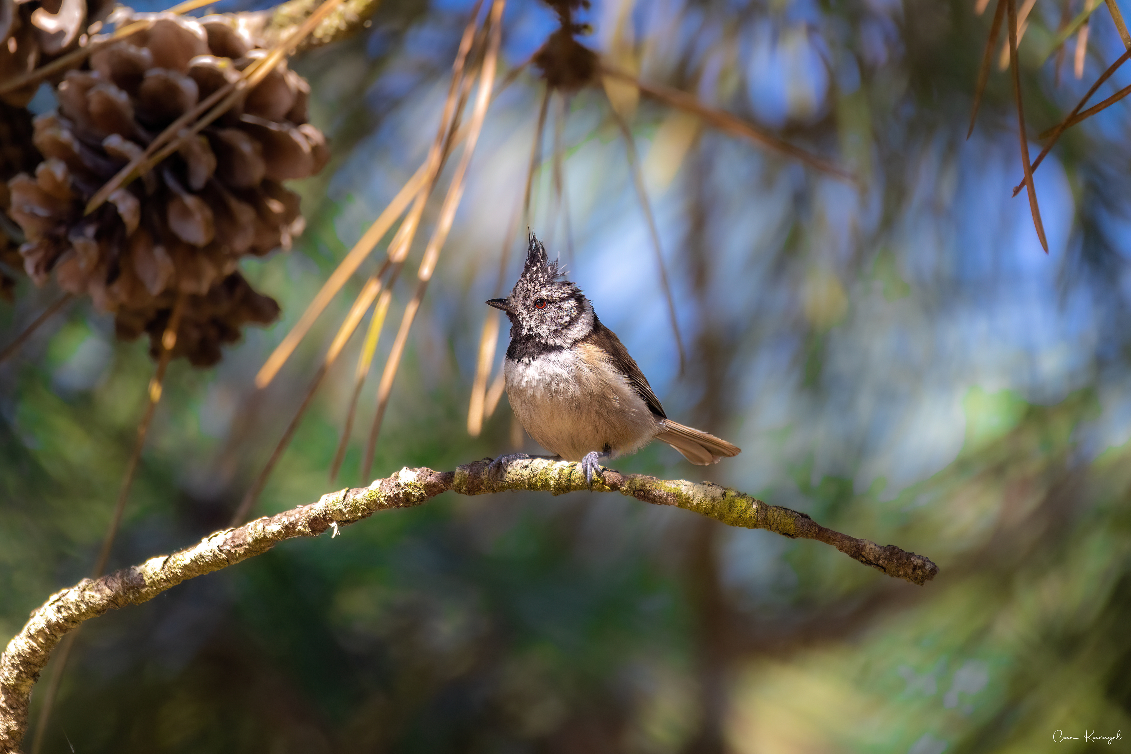 European crested tıt / lısbon