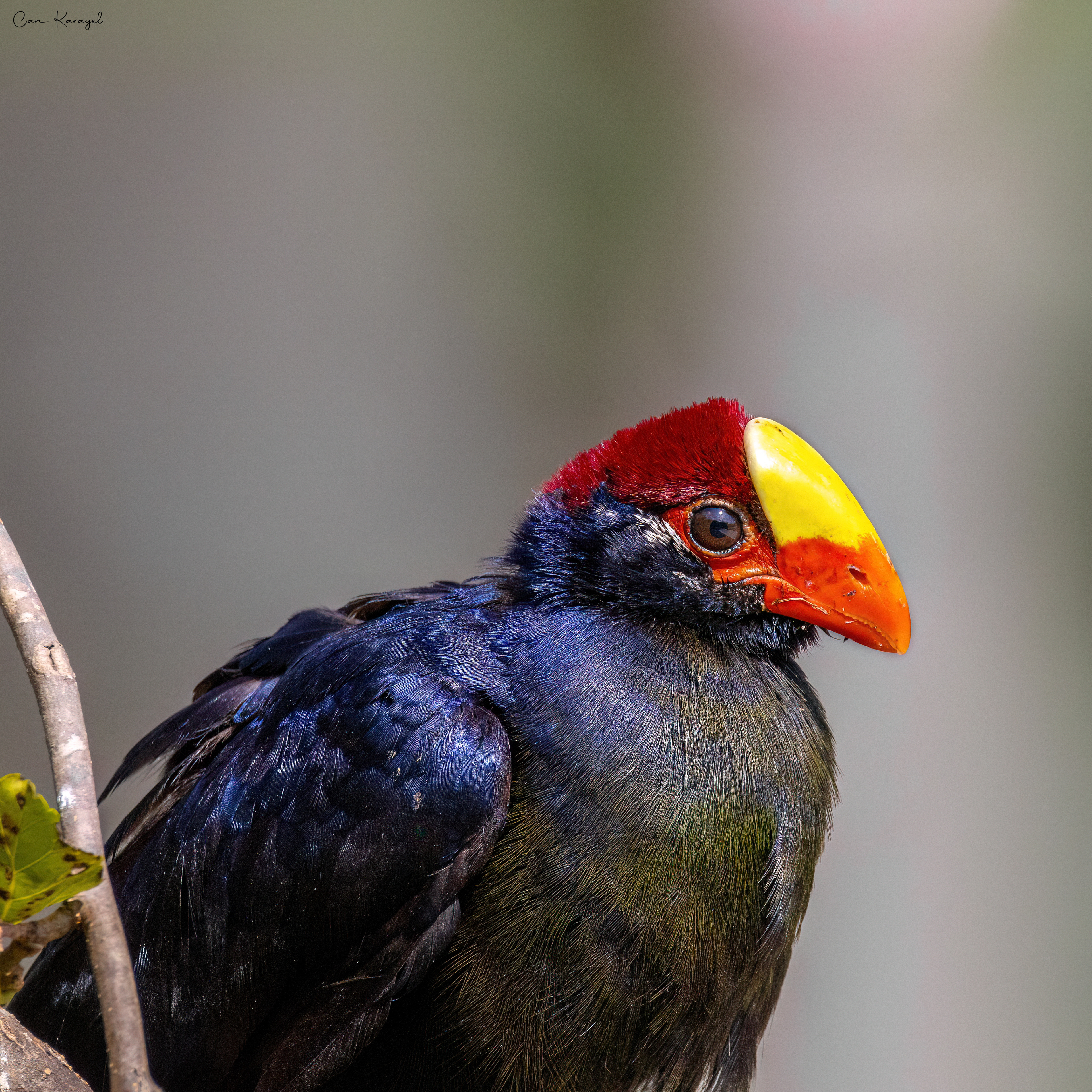 Vıolet Turaco