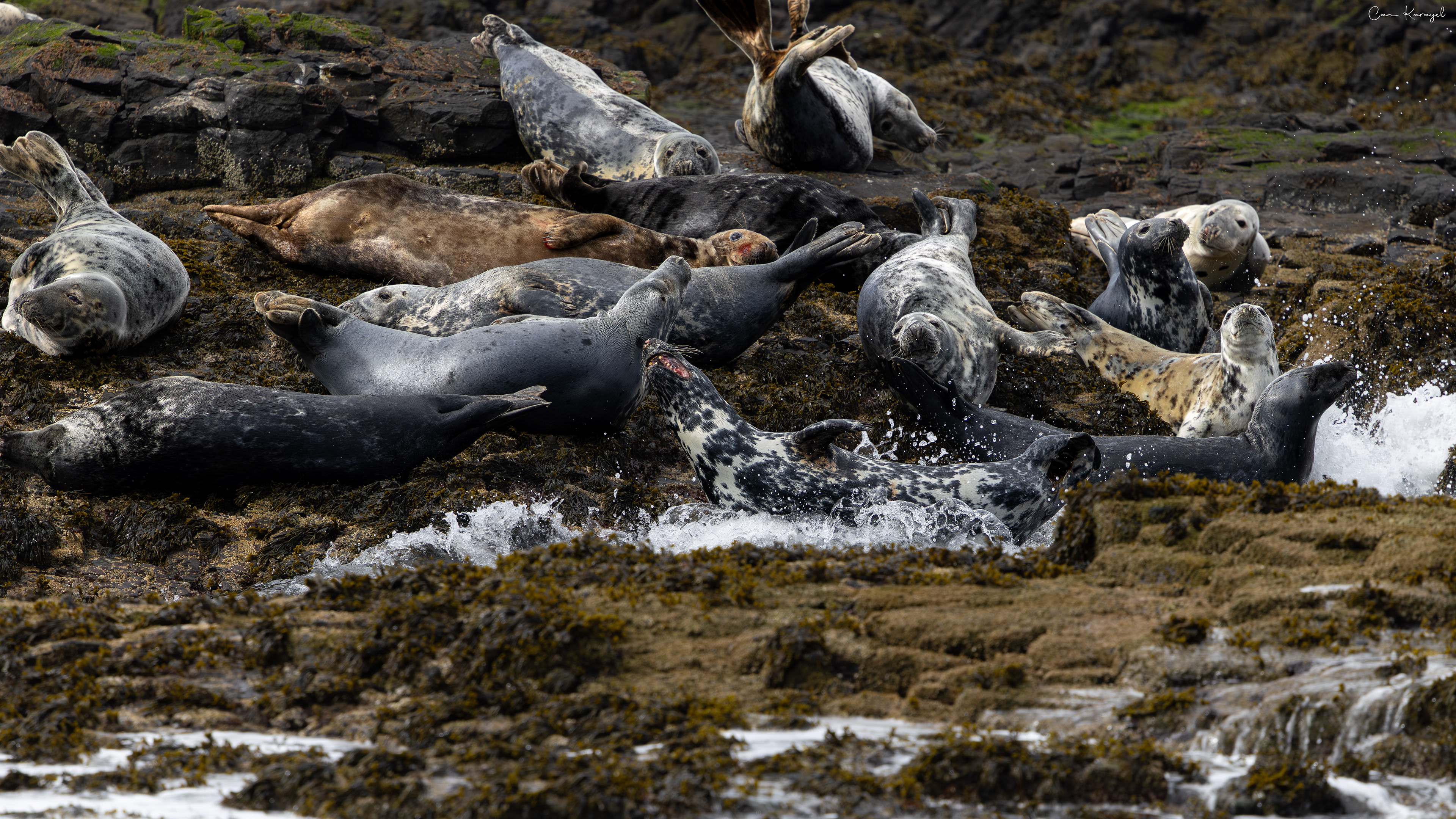 Grey Seal / Northumberland