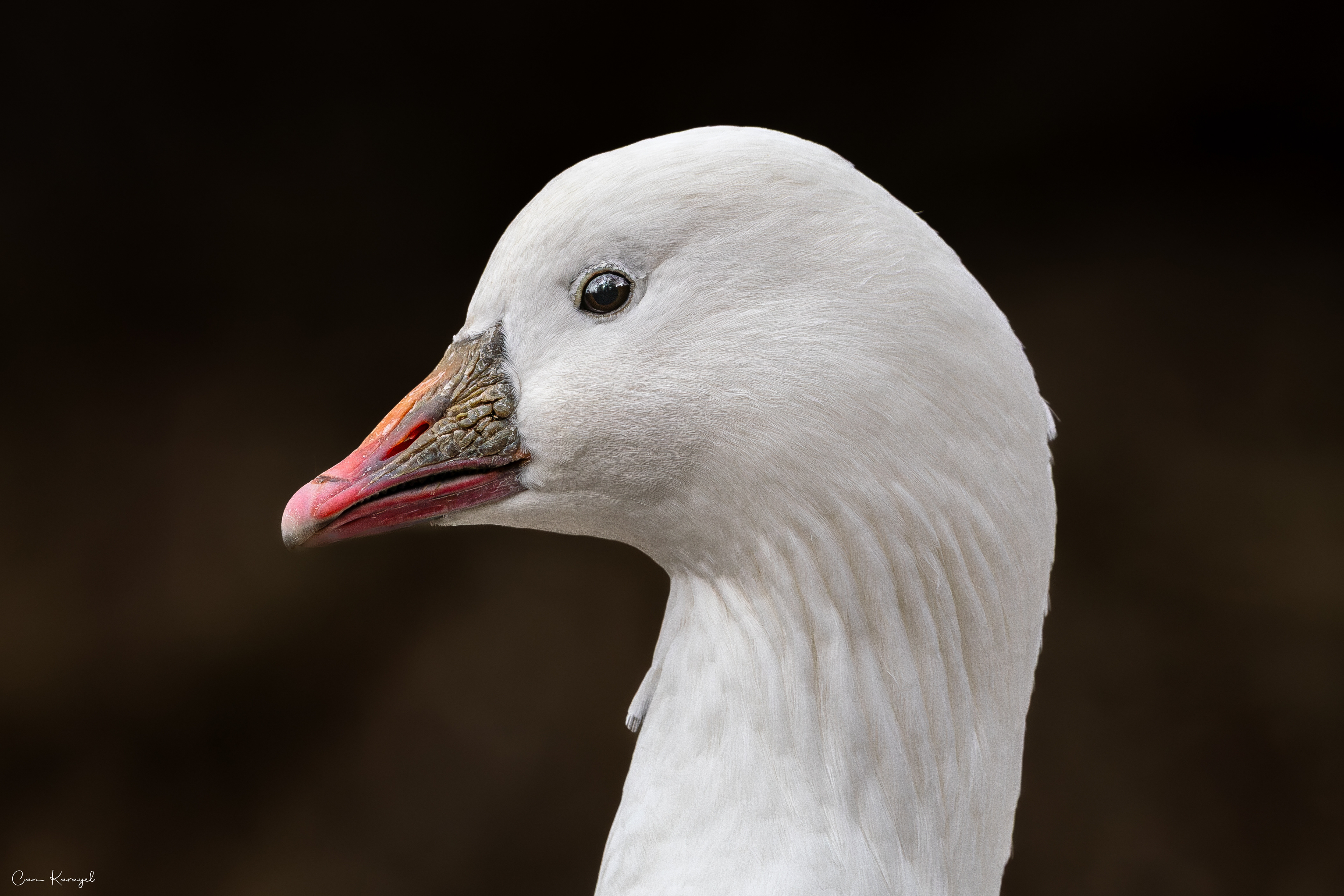 Ross's goose / london