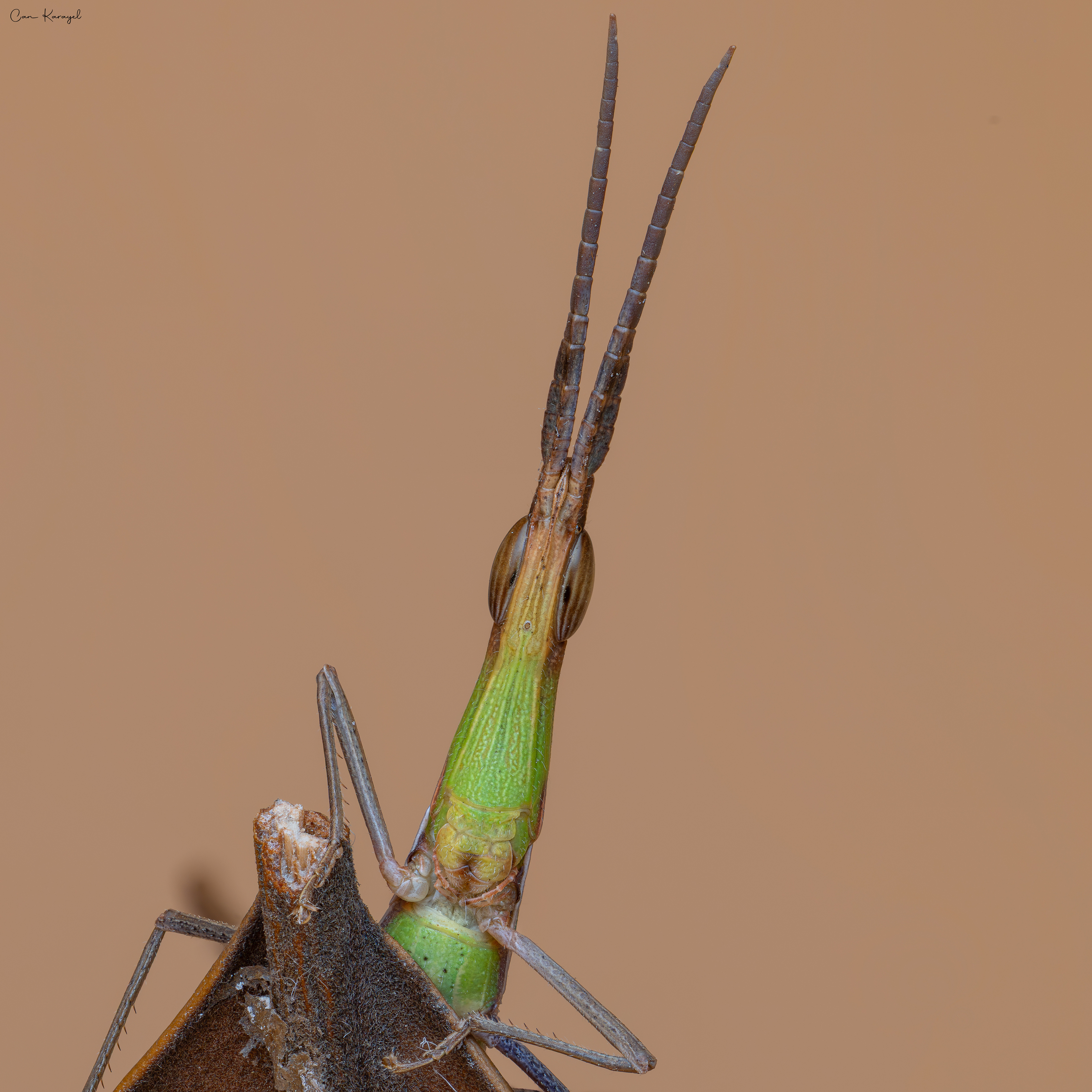 Medıterranean Slant-faced Grasshopper (Acrıda ungarıca)