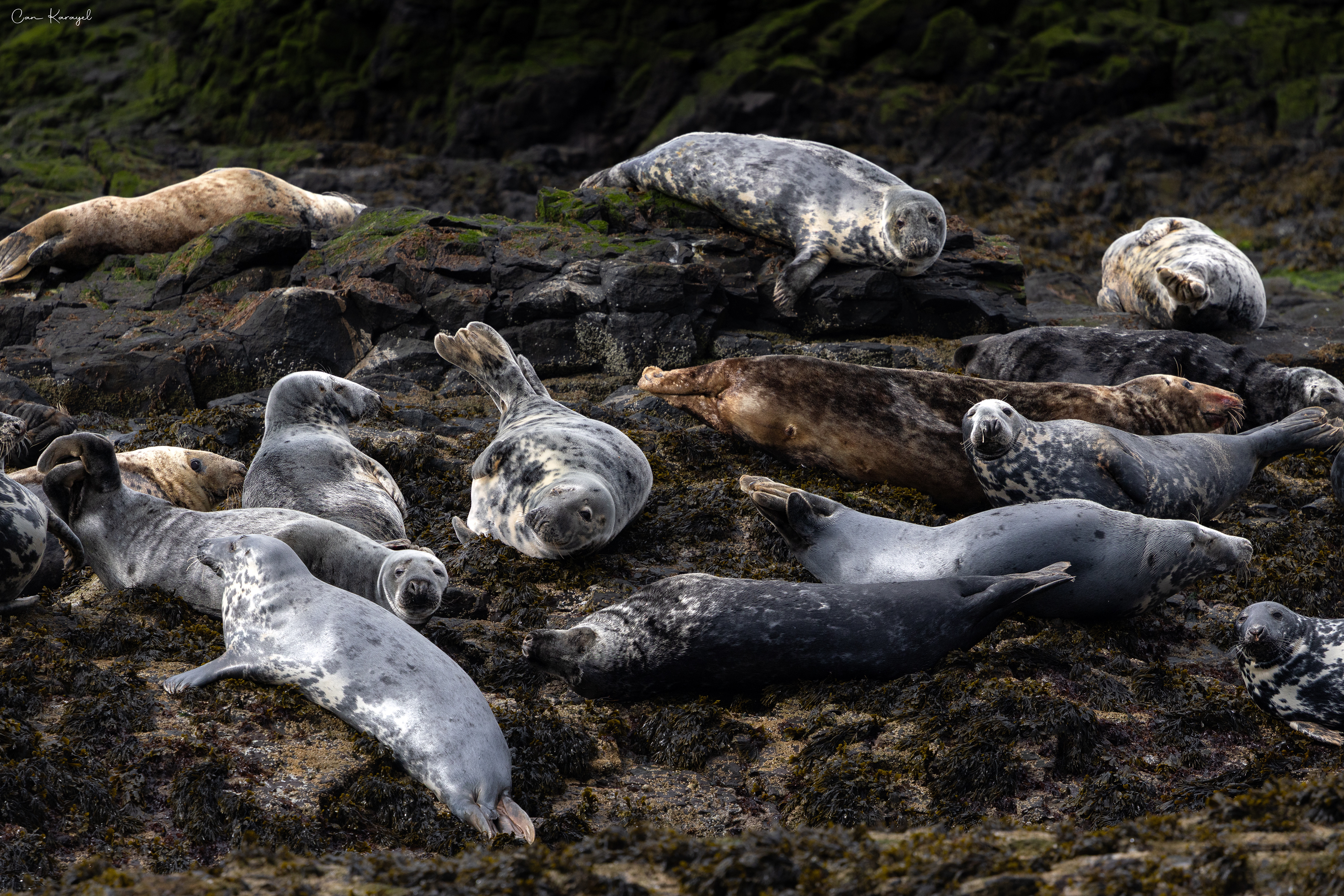 Grey Seal / Northumberland