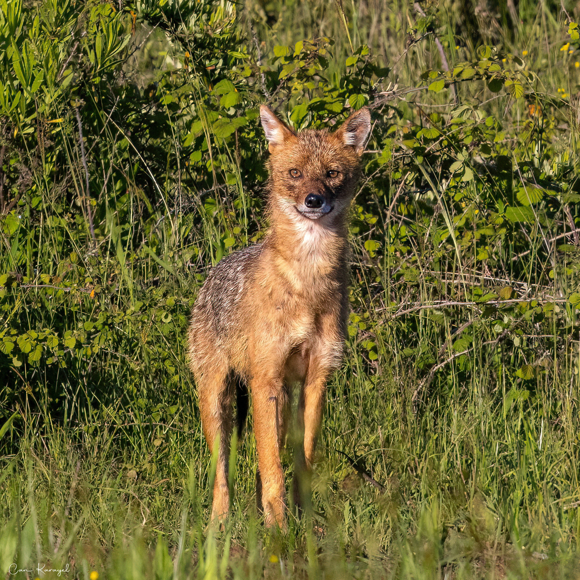 Golden Jackal / ISTANBUL