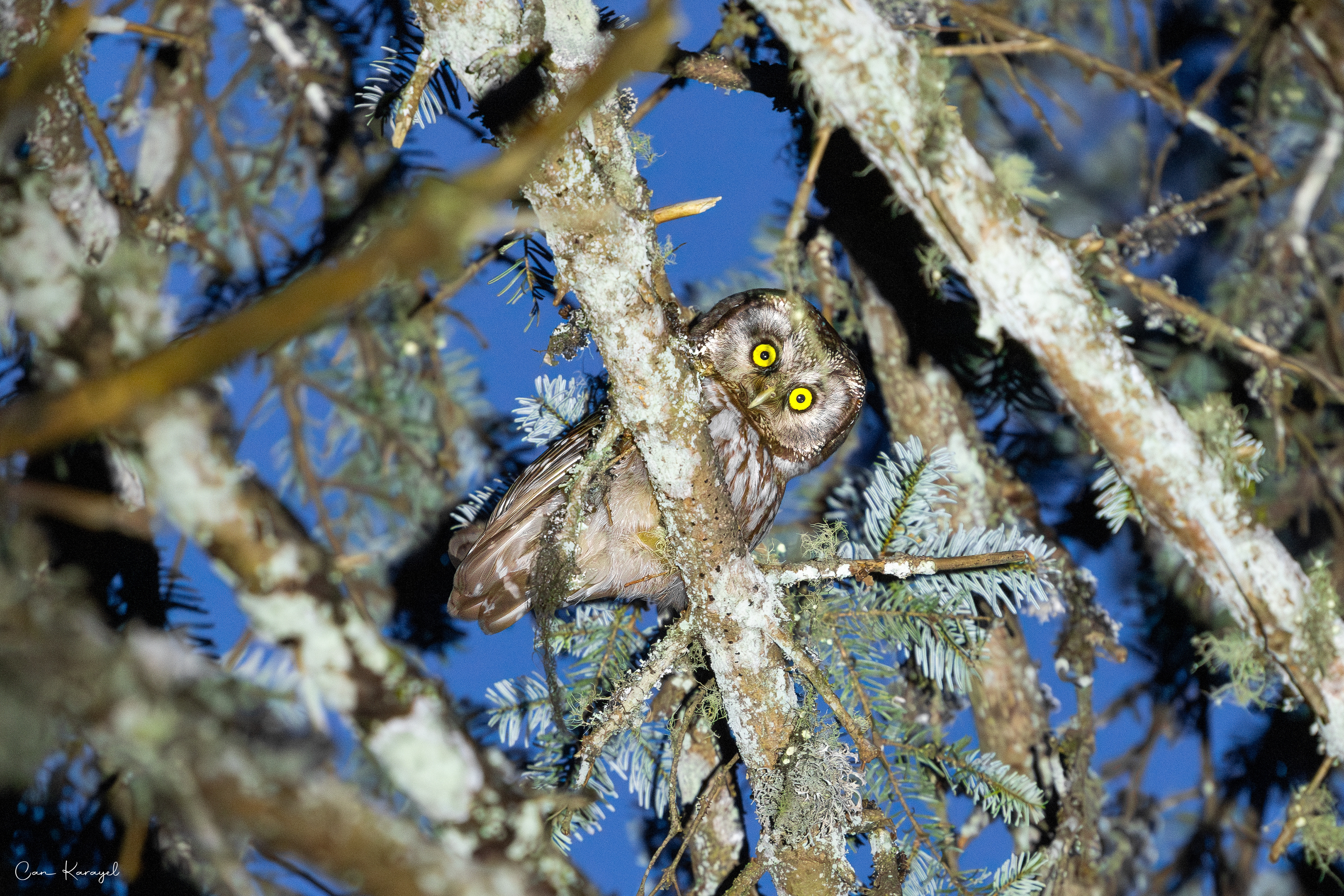Boreal Owl / ıstanbul
