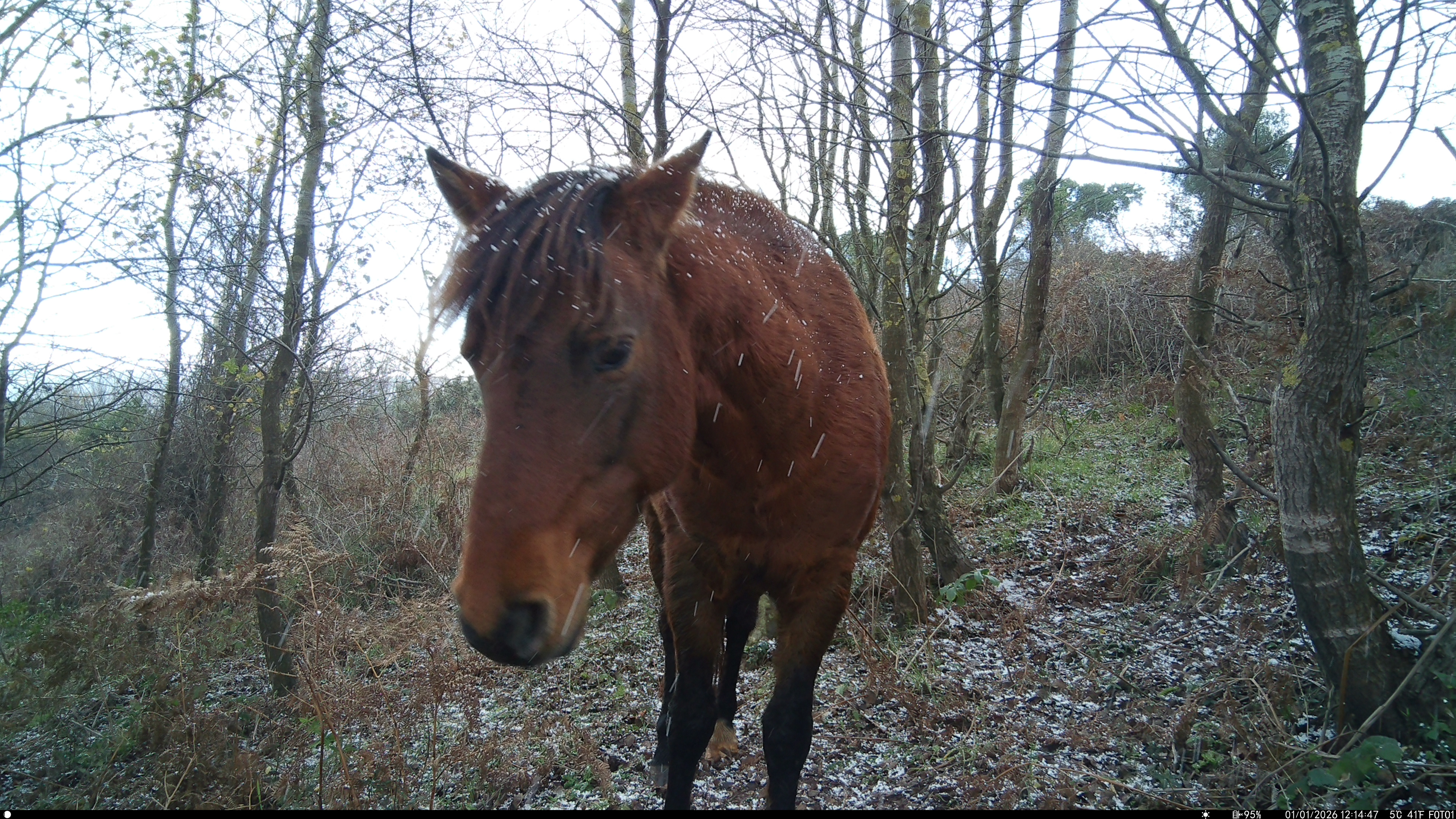 Horse (wıld) / ıstanbul