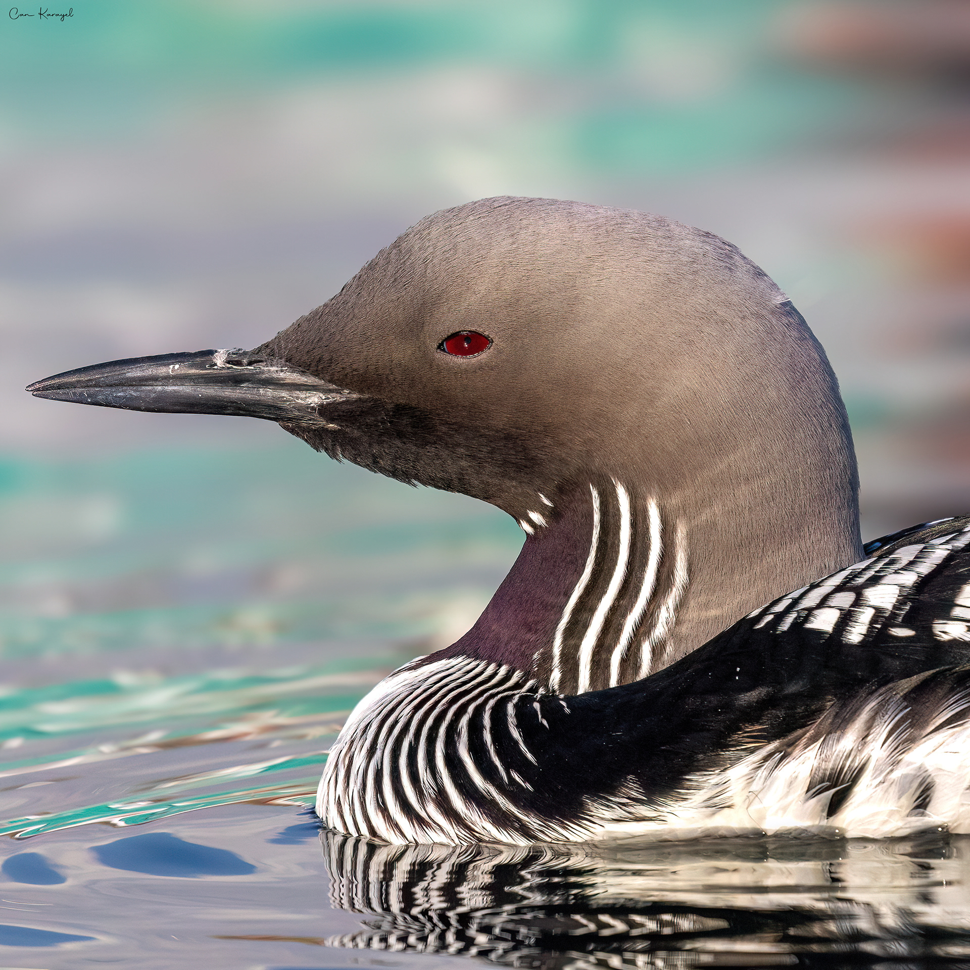  Black-throated Loon / ıstanbul