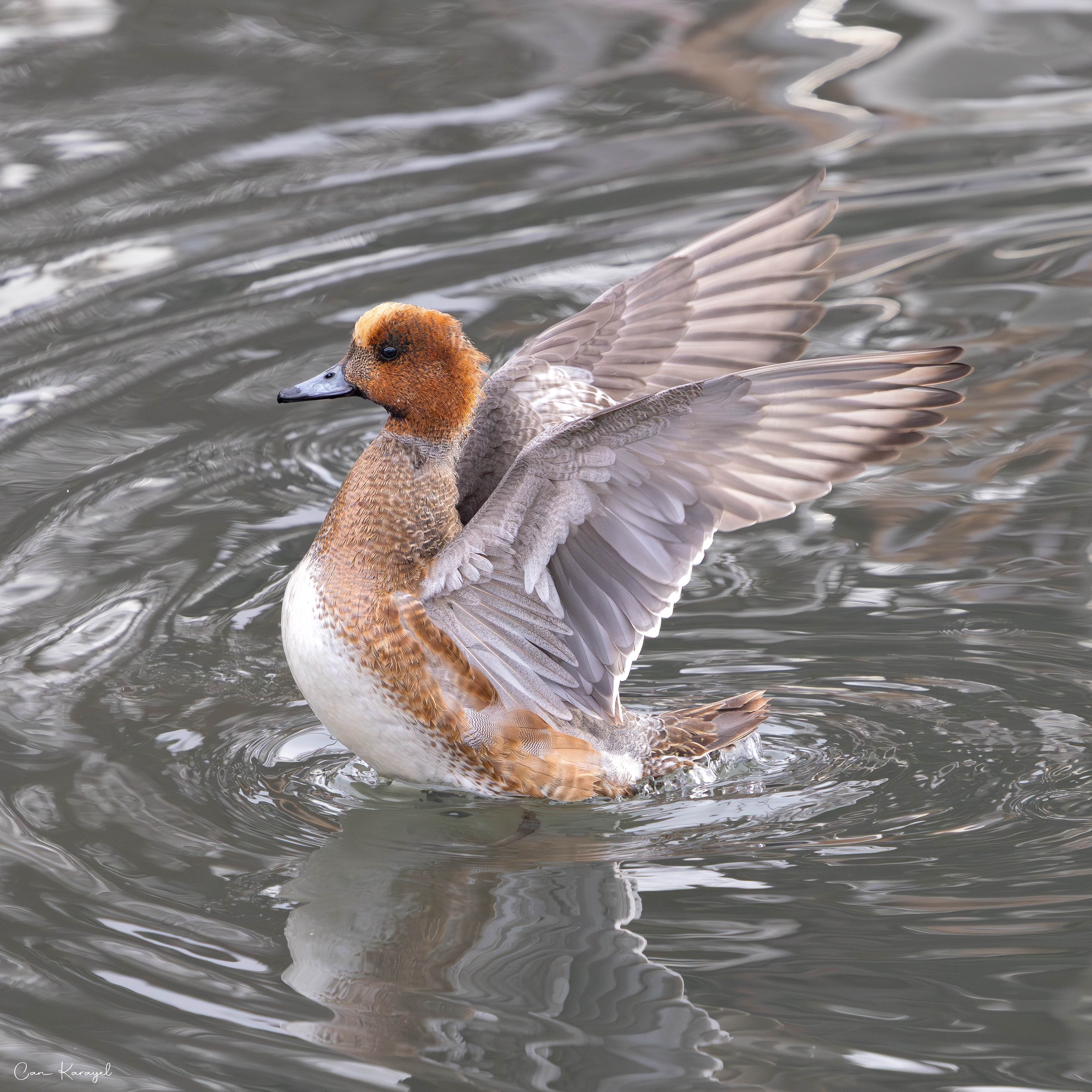 Eurasıan Wıgeon / ıstanbul