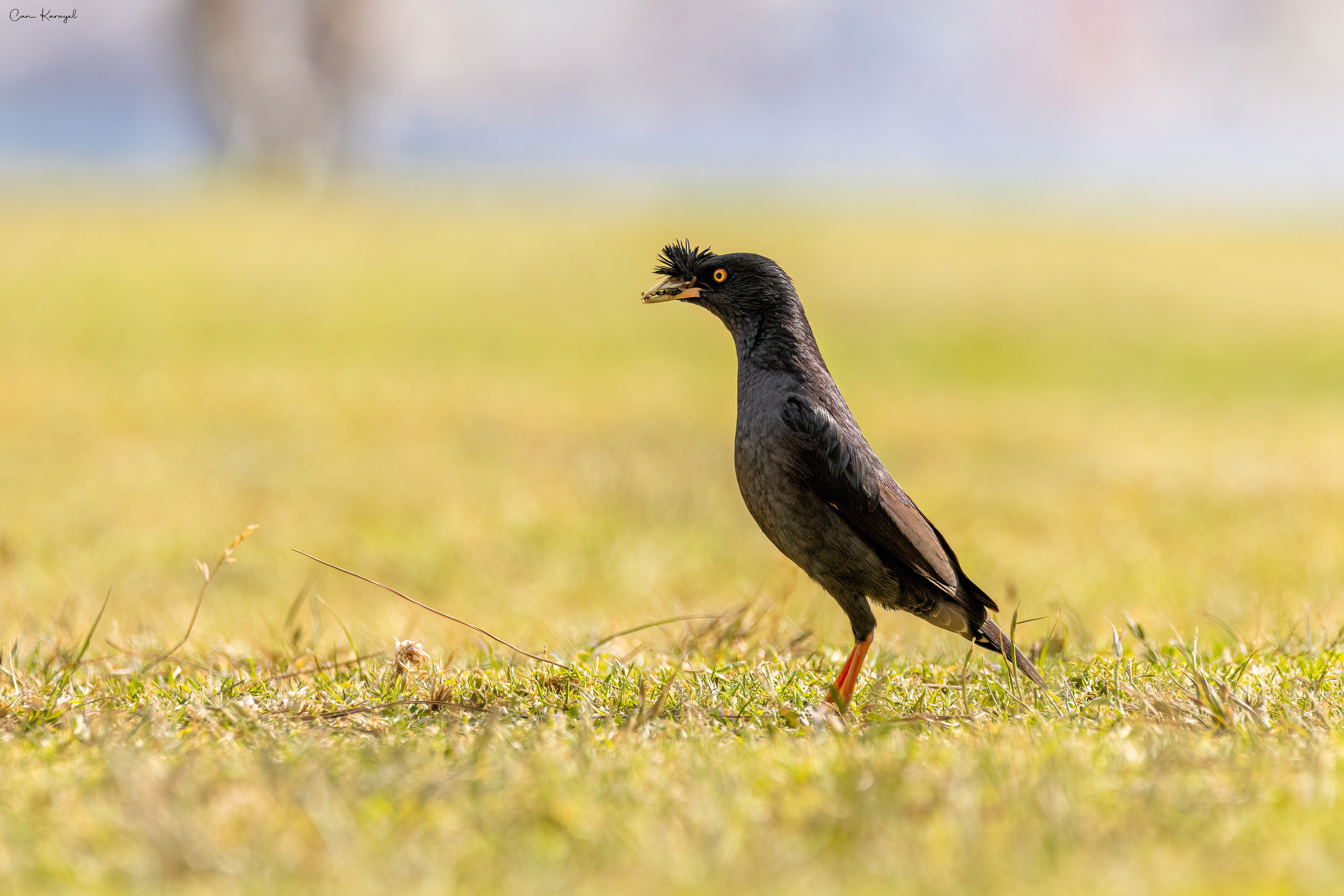 Crested Myna / lısbon
