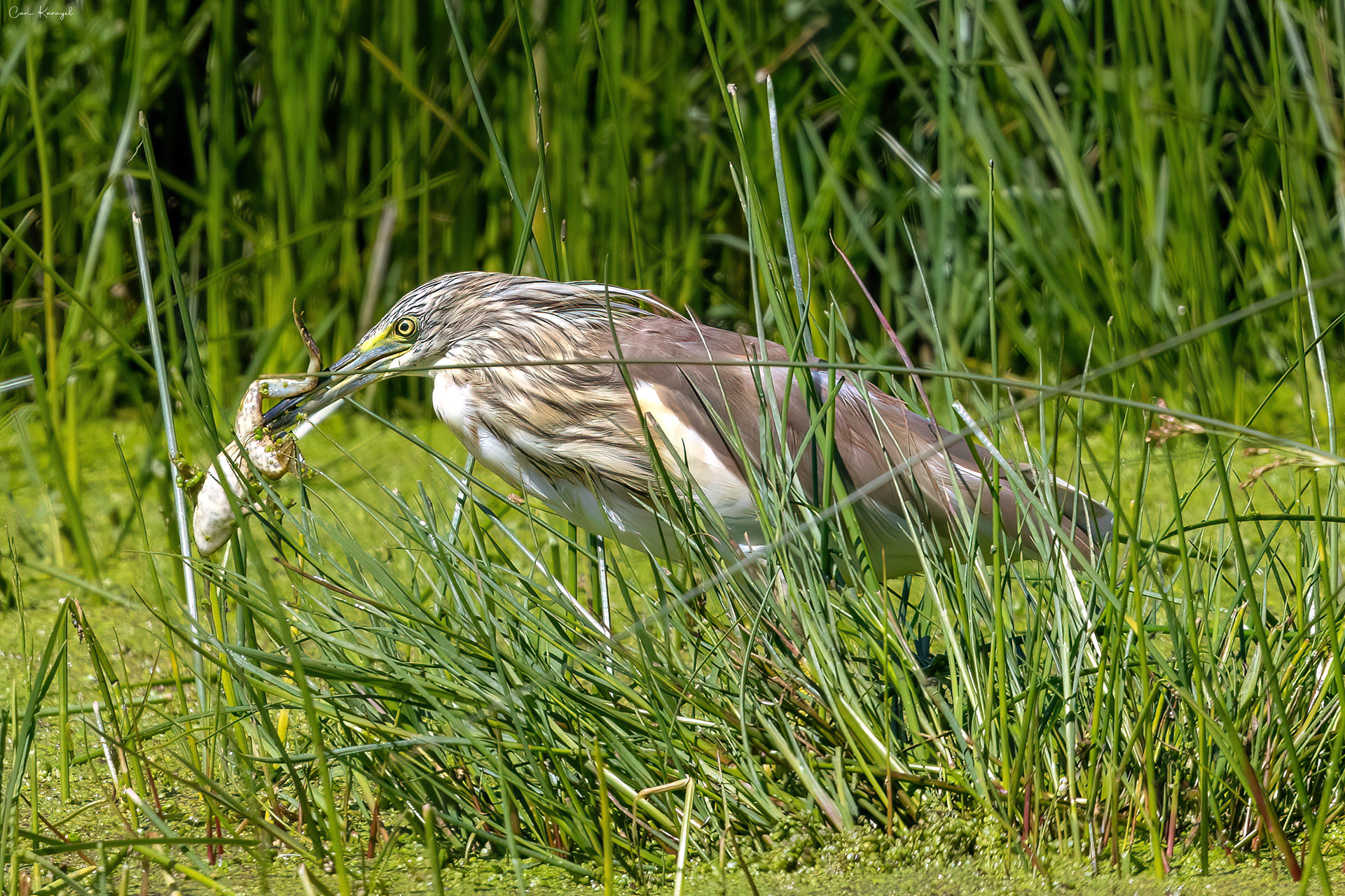 Squacco Heron / ıstanbul