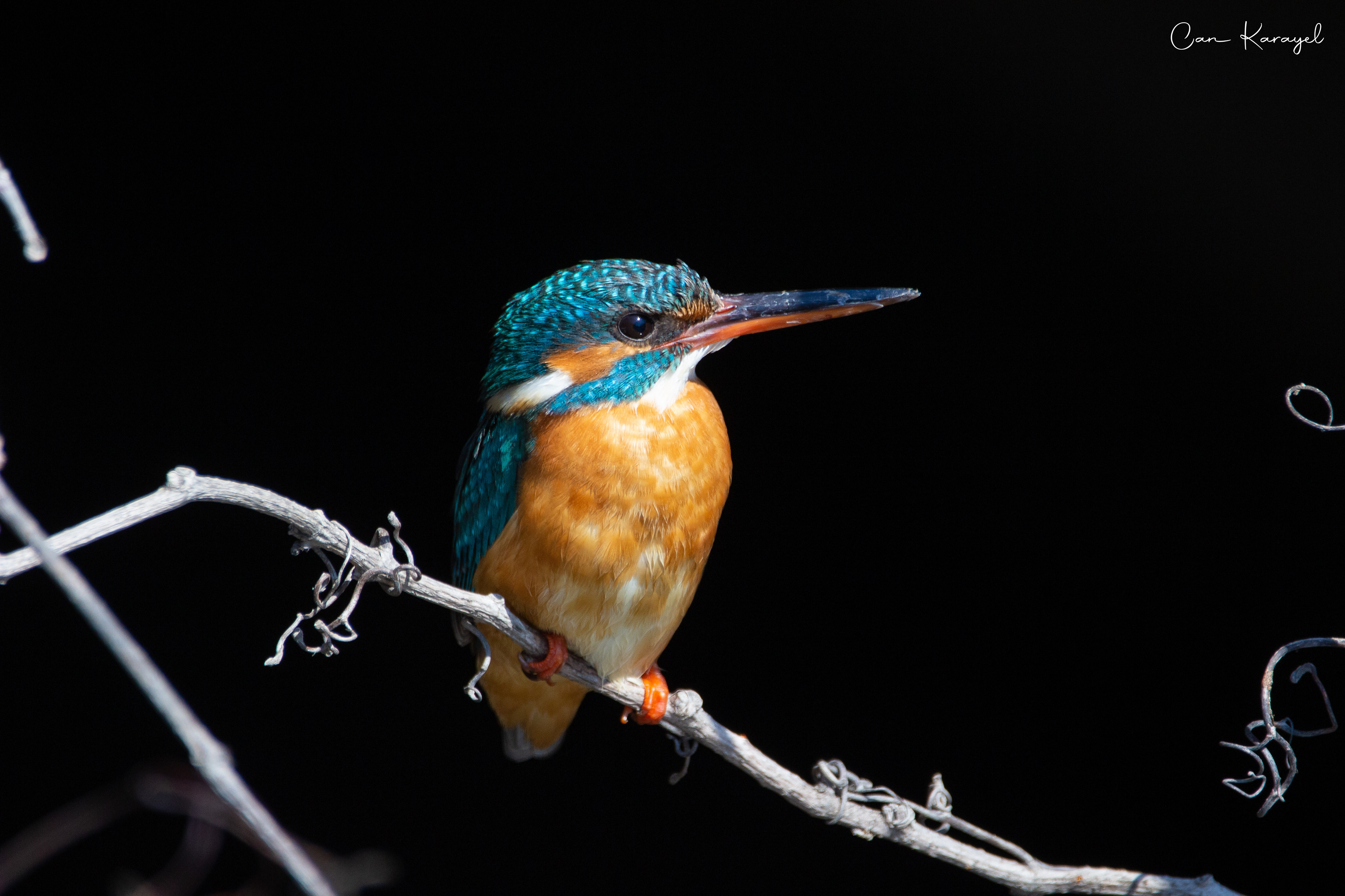 Common Kıngfısher / ıstanbul