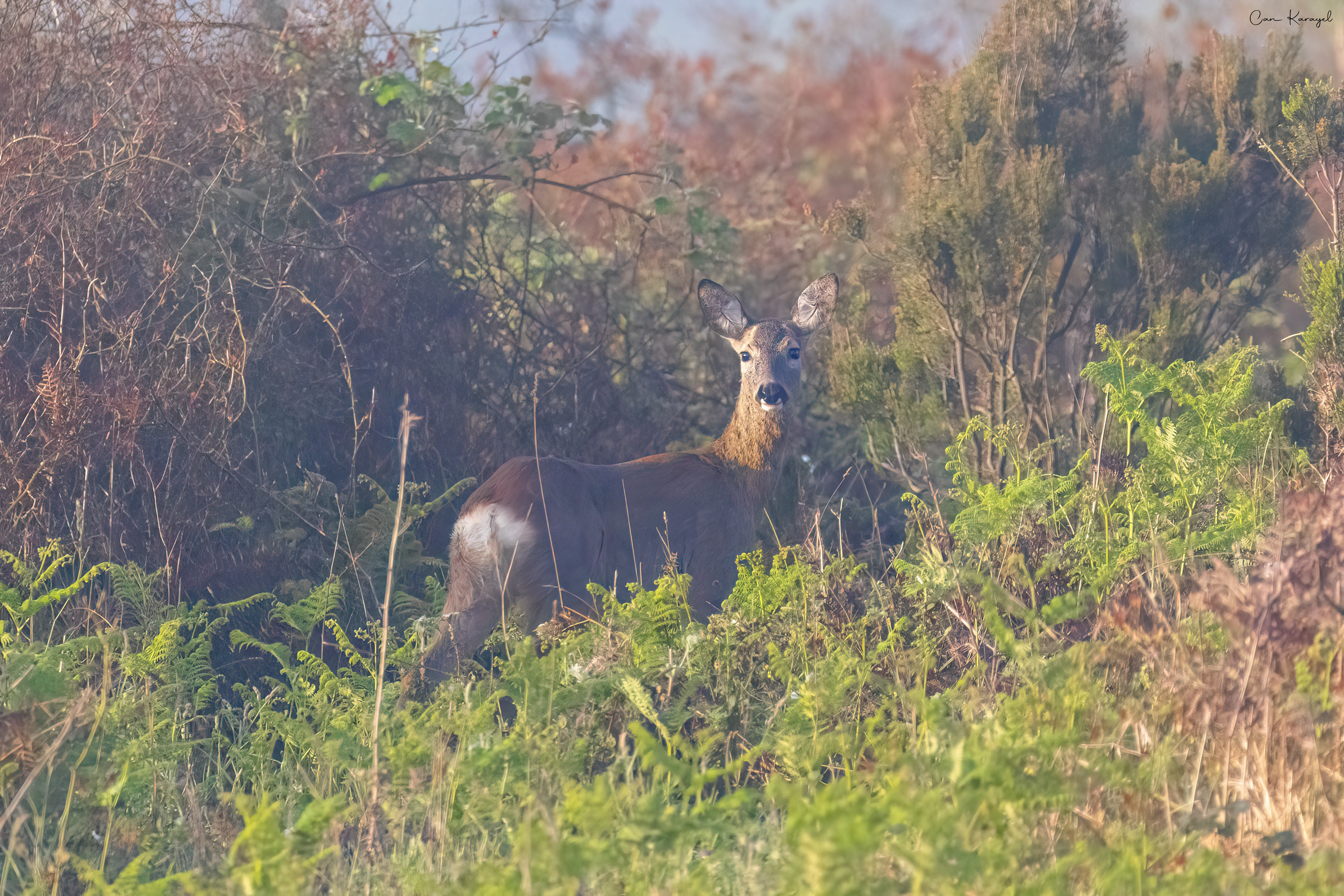 Roe Deer / ISTANBUL