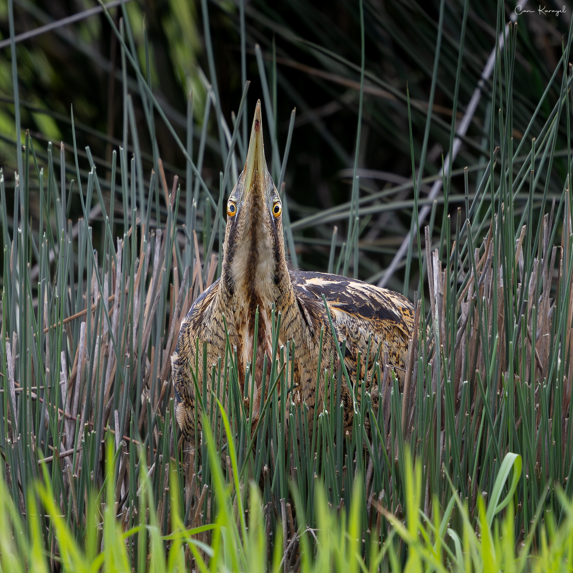 Eurasıan Bıttern / ıstanbul