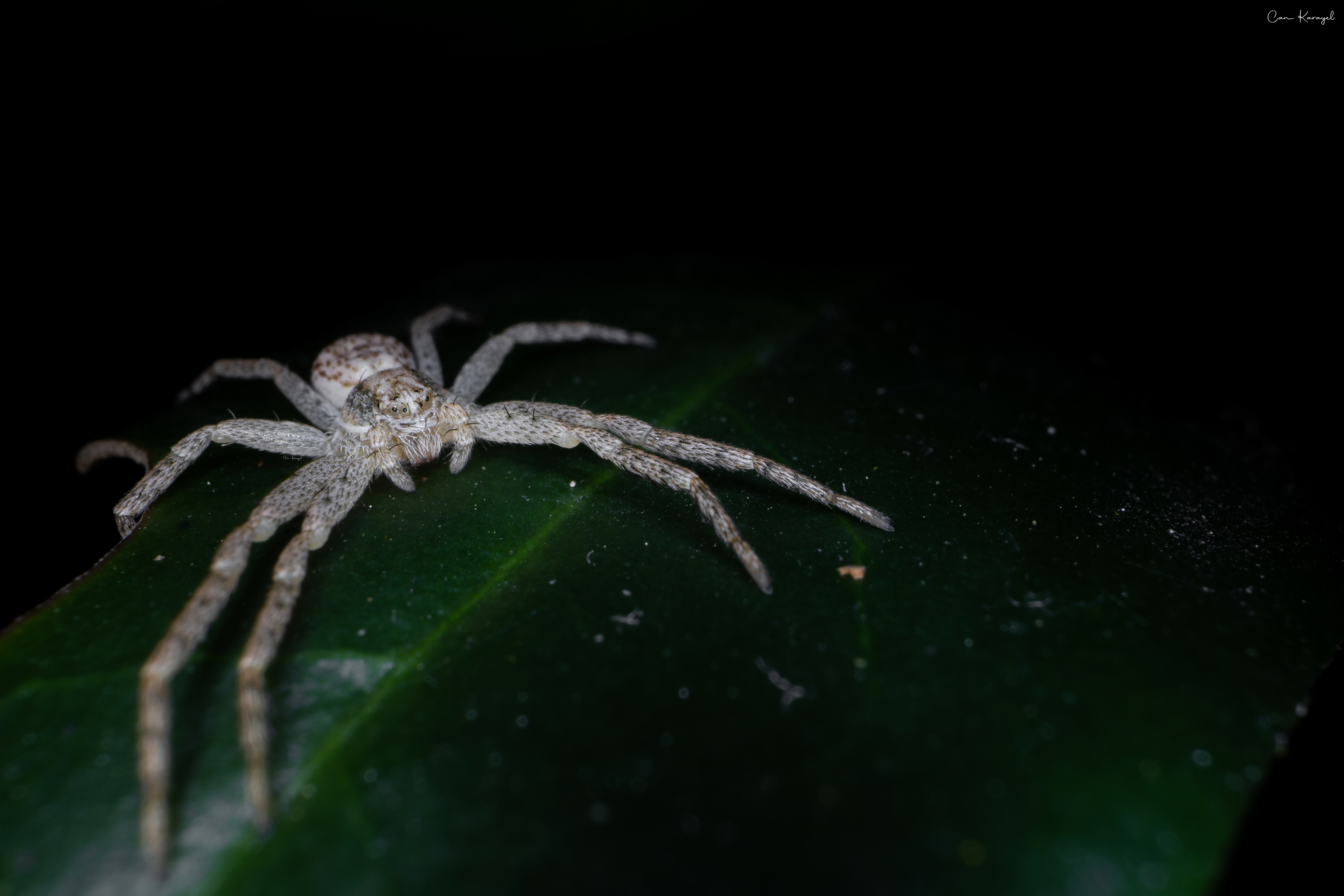 Philodromus dispar