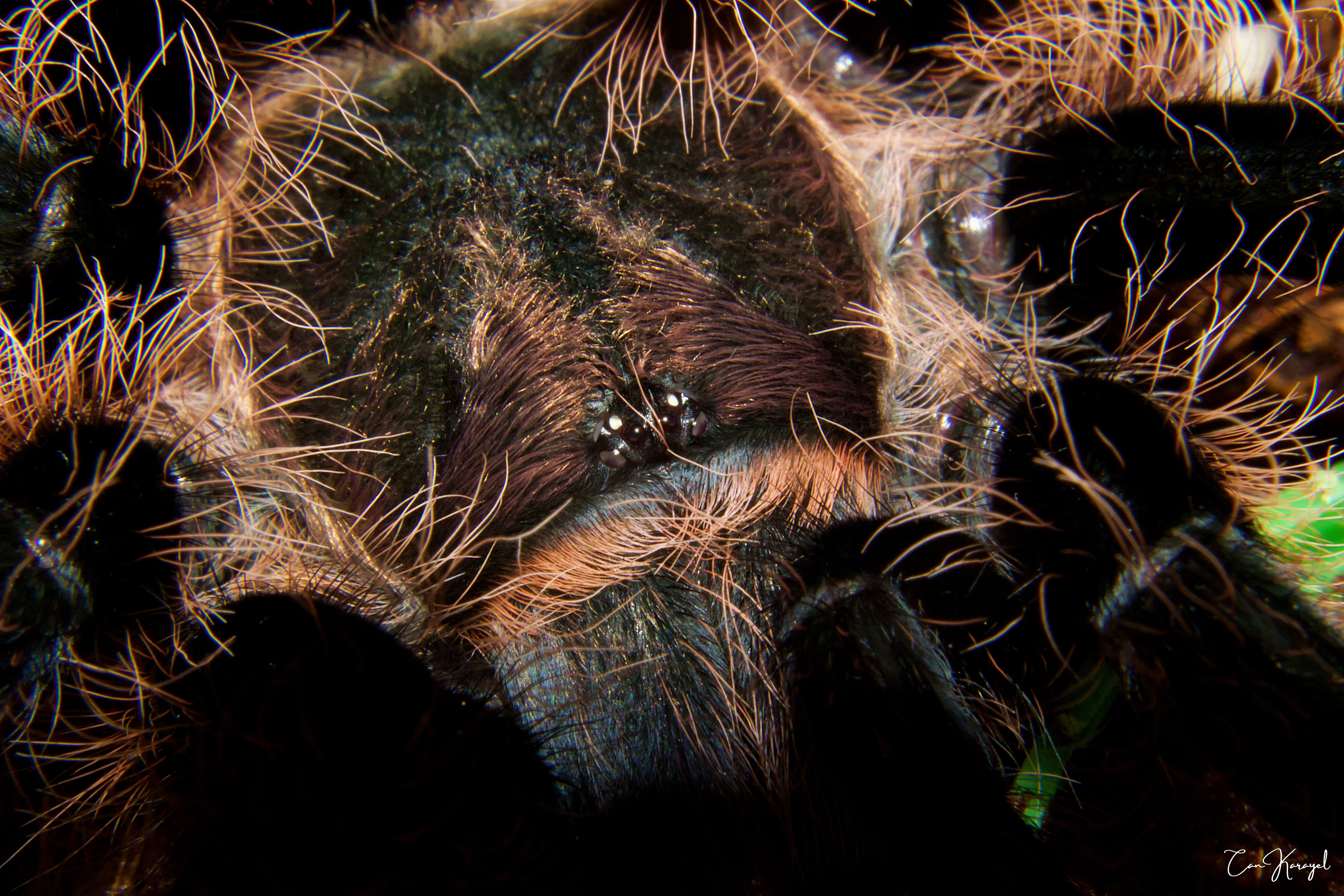 curly haır tarantula