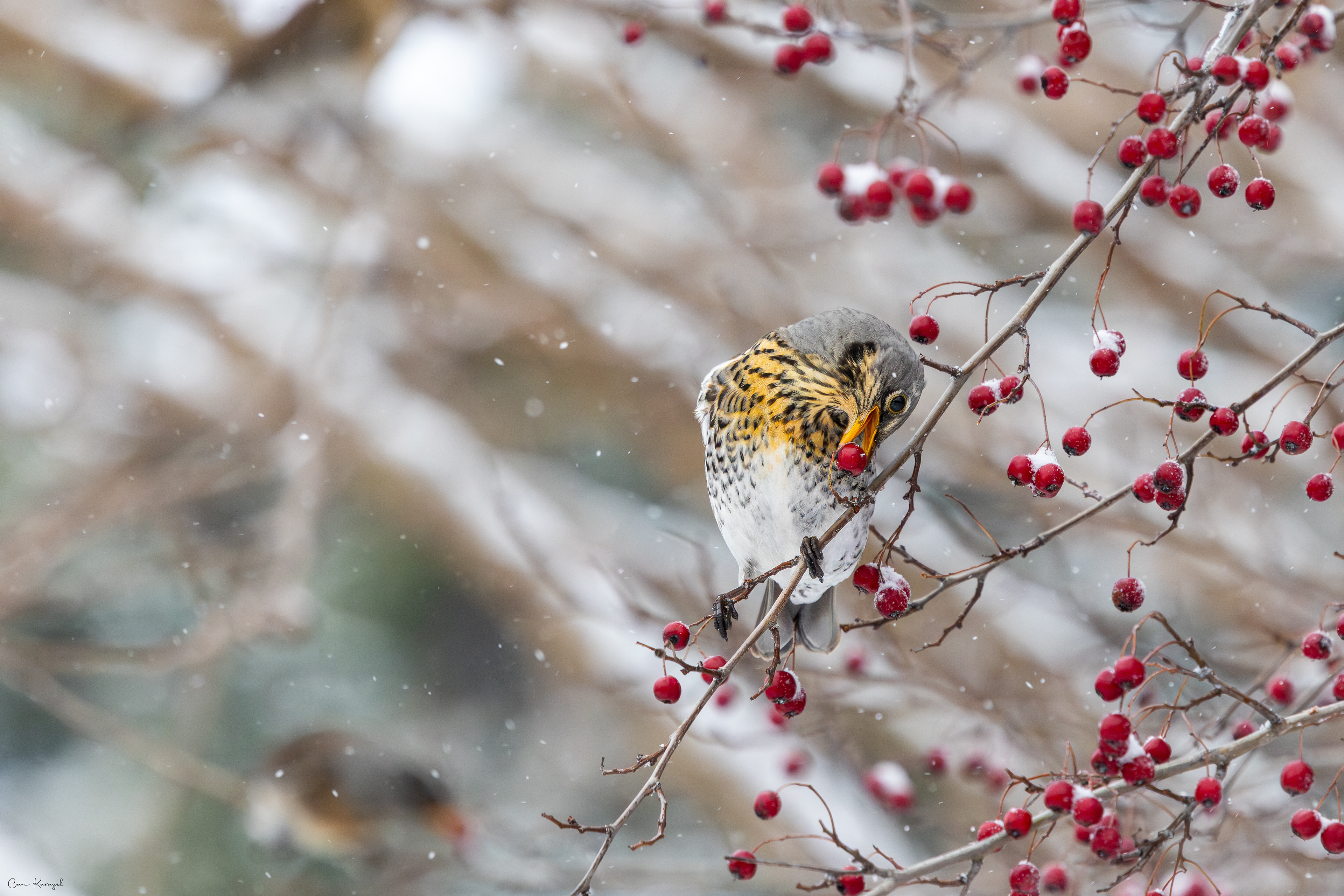 Fıeldfare / ıstanbul