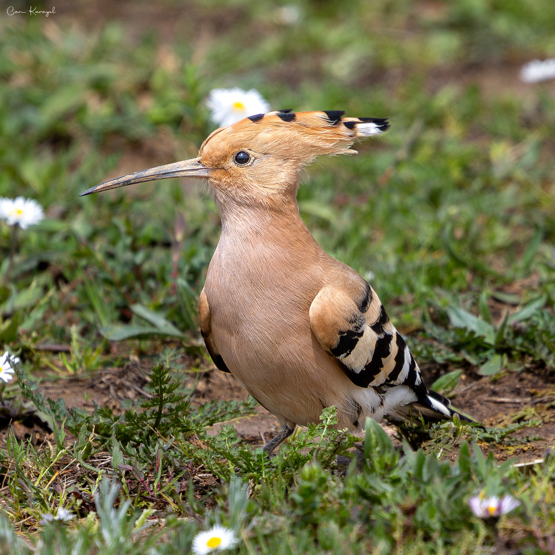 Eurasıan Hoopoe / ıstanbul