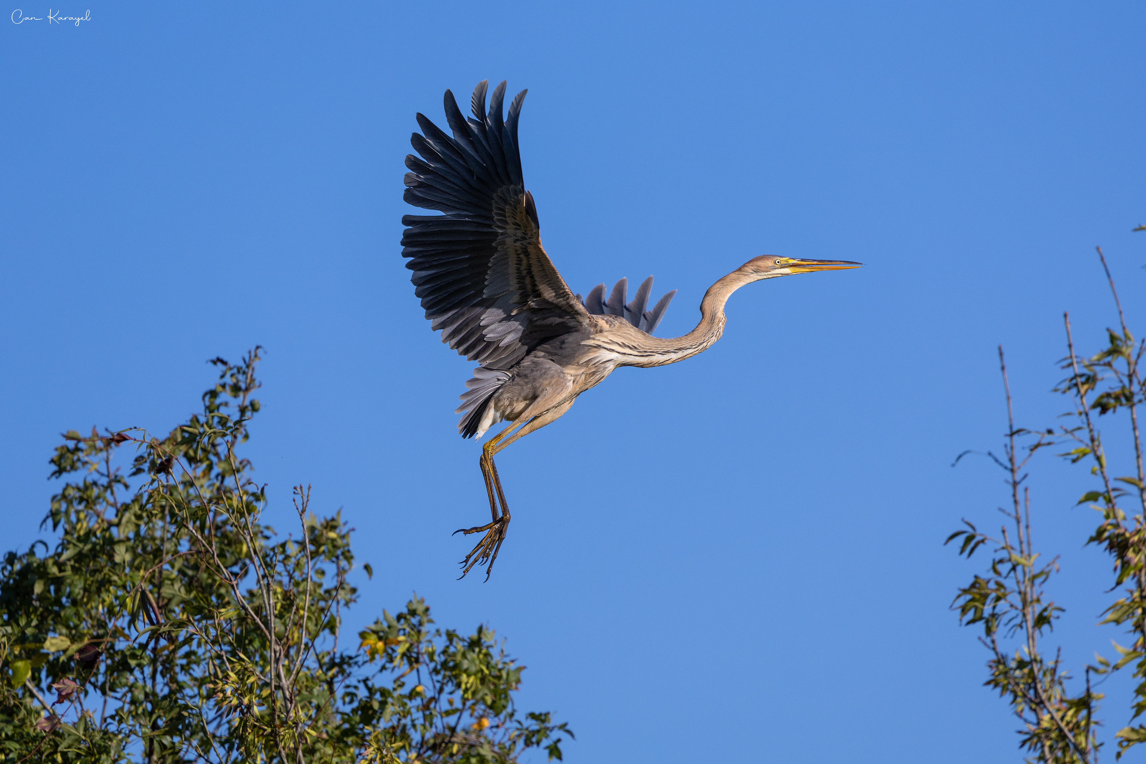 Purple Heron / ıstanbul