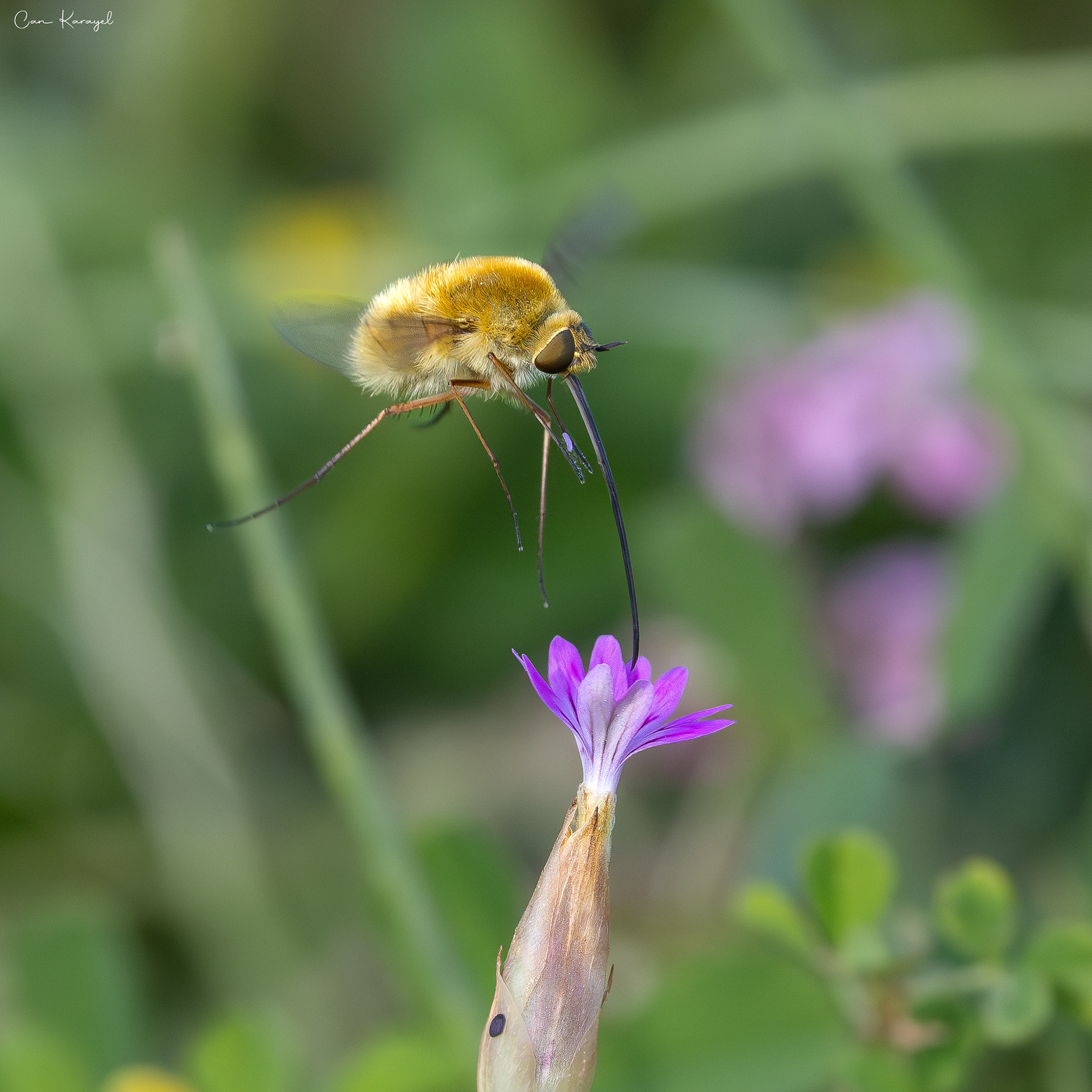 Heath Bee Fly / ıstanbul
