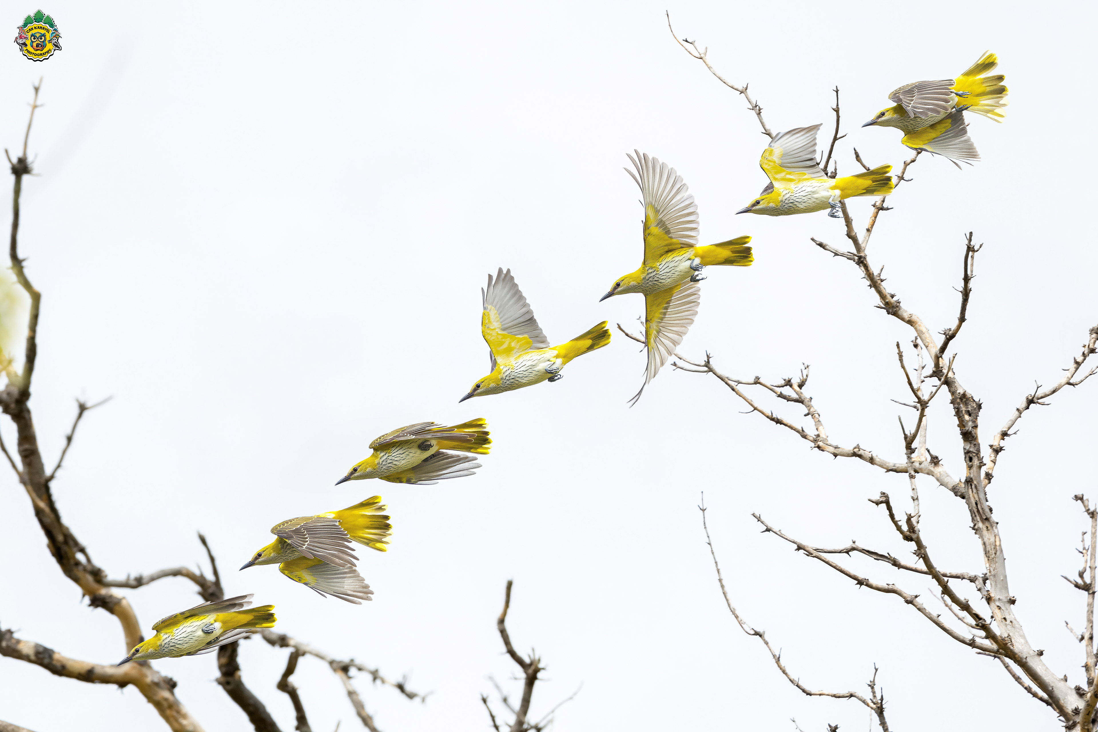 Eurasıan Golden Orıole / ıstanbul