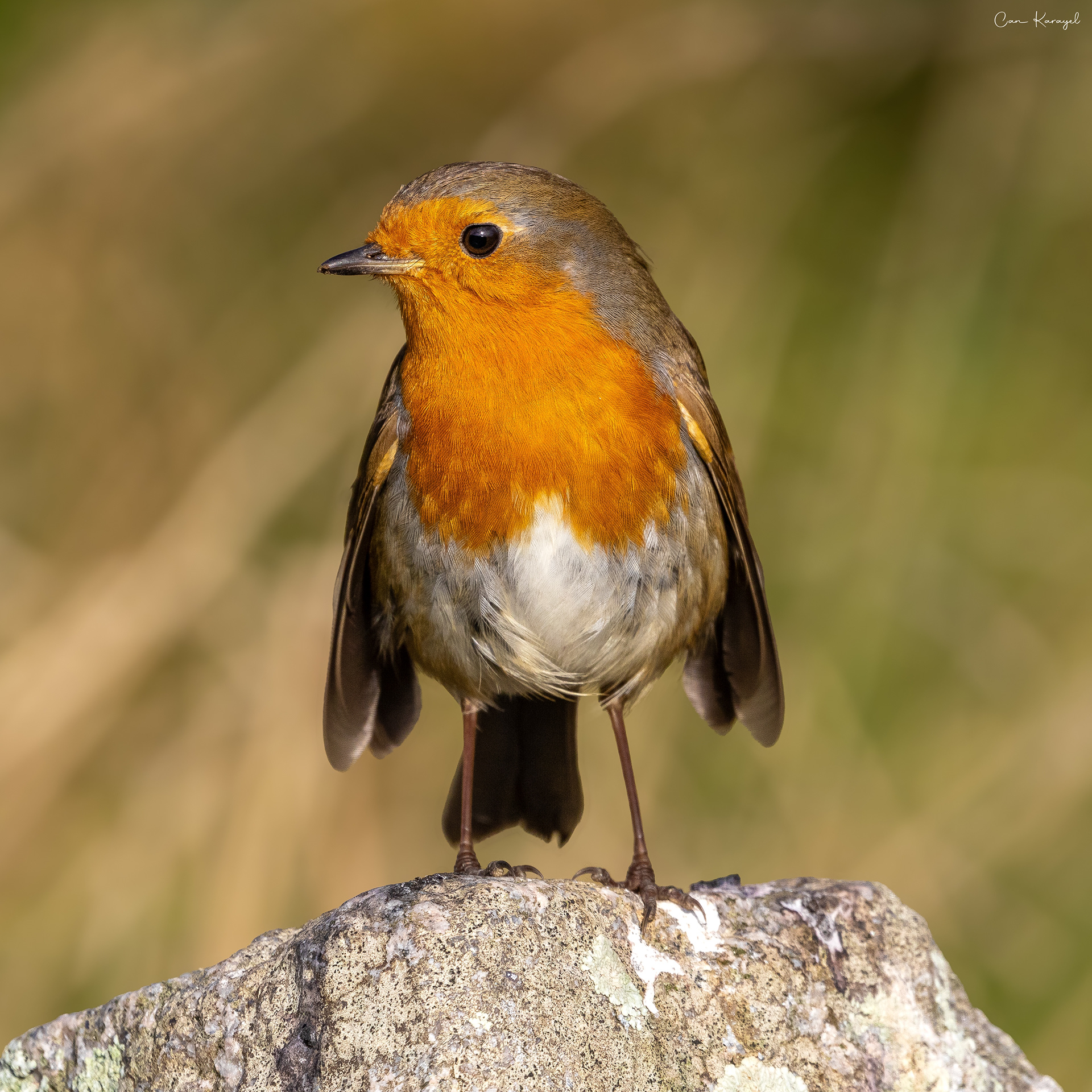 European Robın / swanage