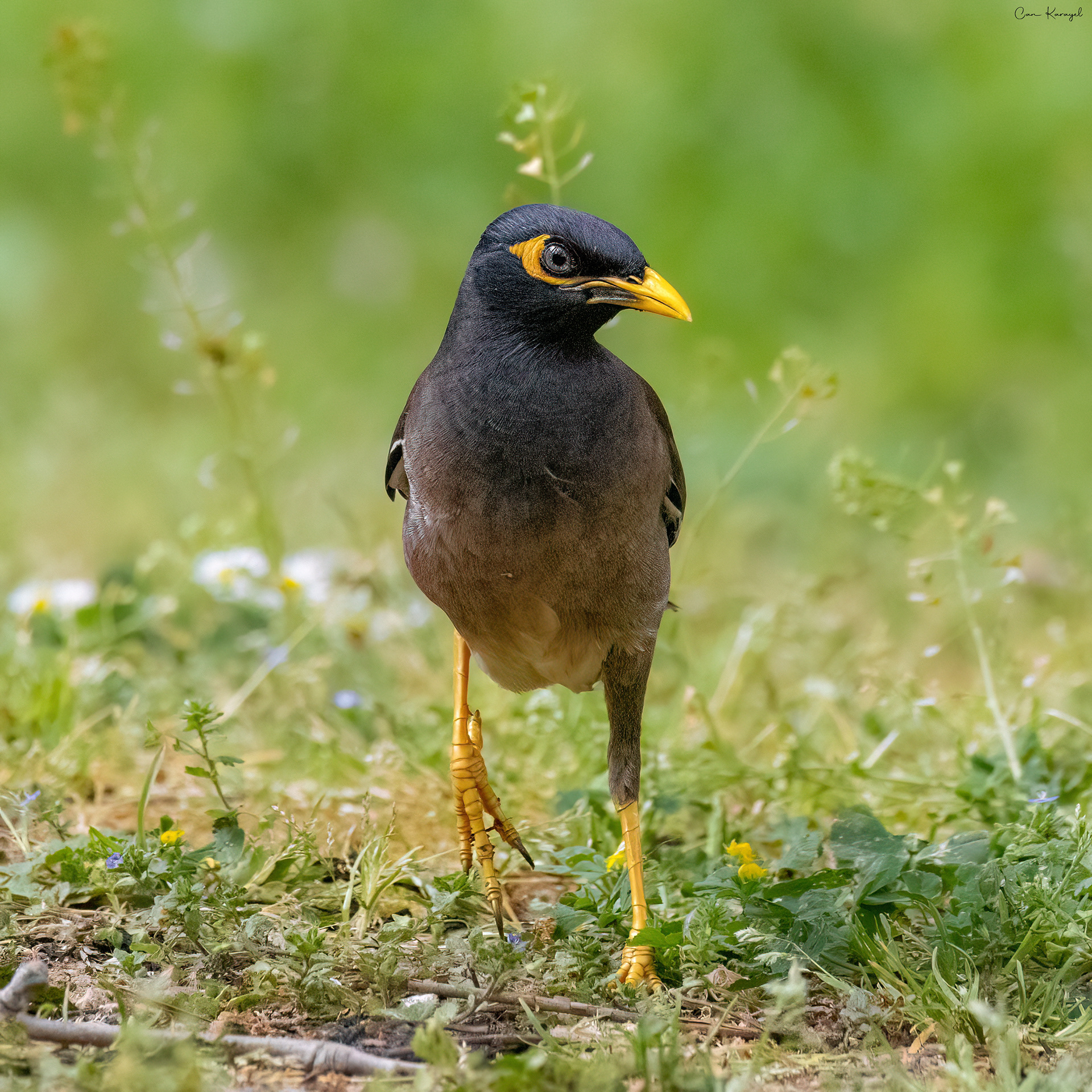 Common Myna / ıstanbul