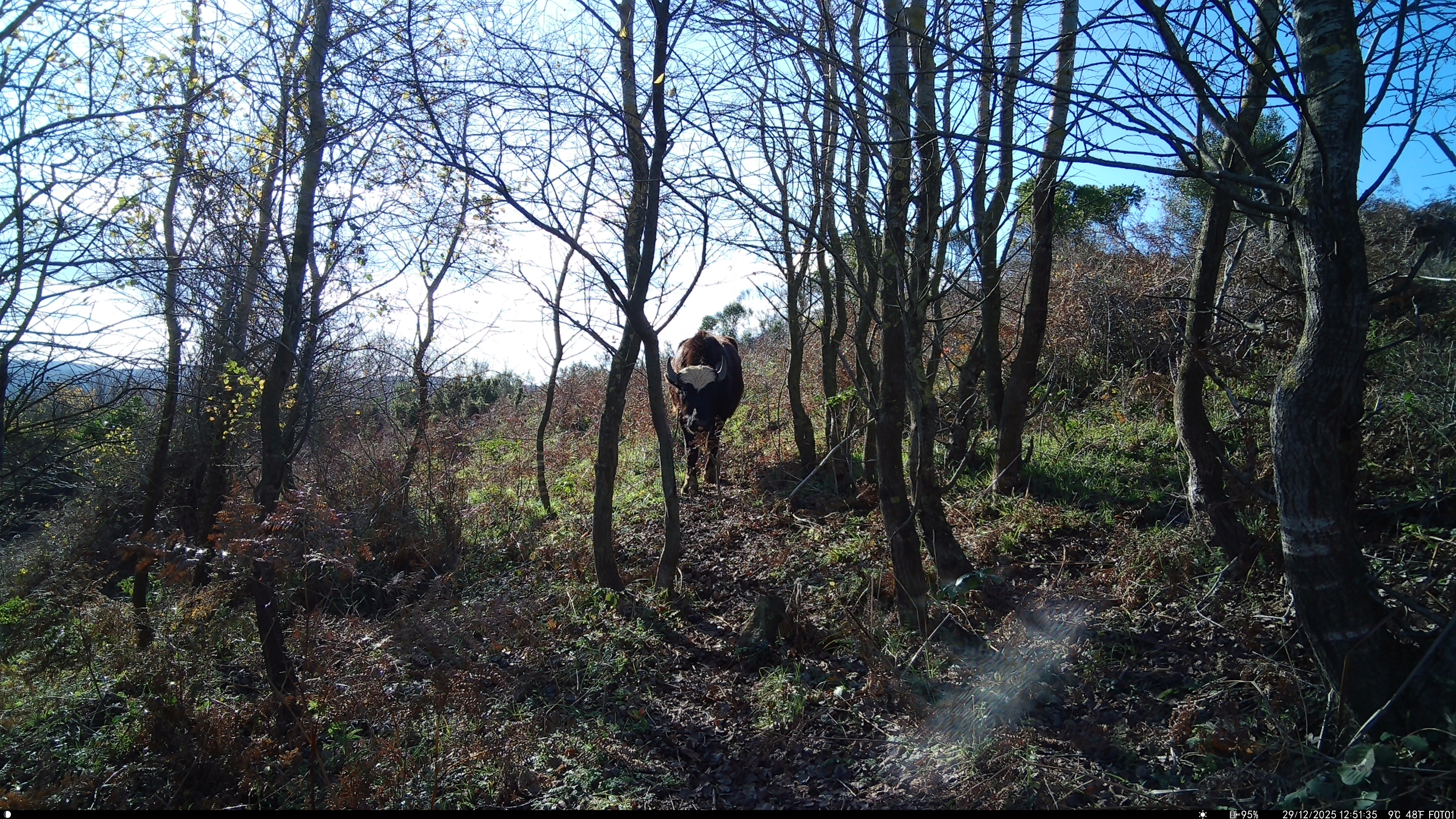 Cattle (wıld) / ıstanbul